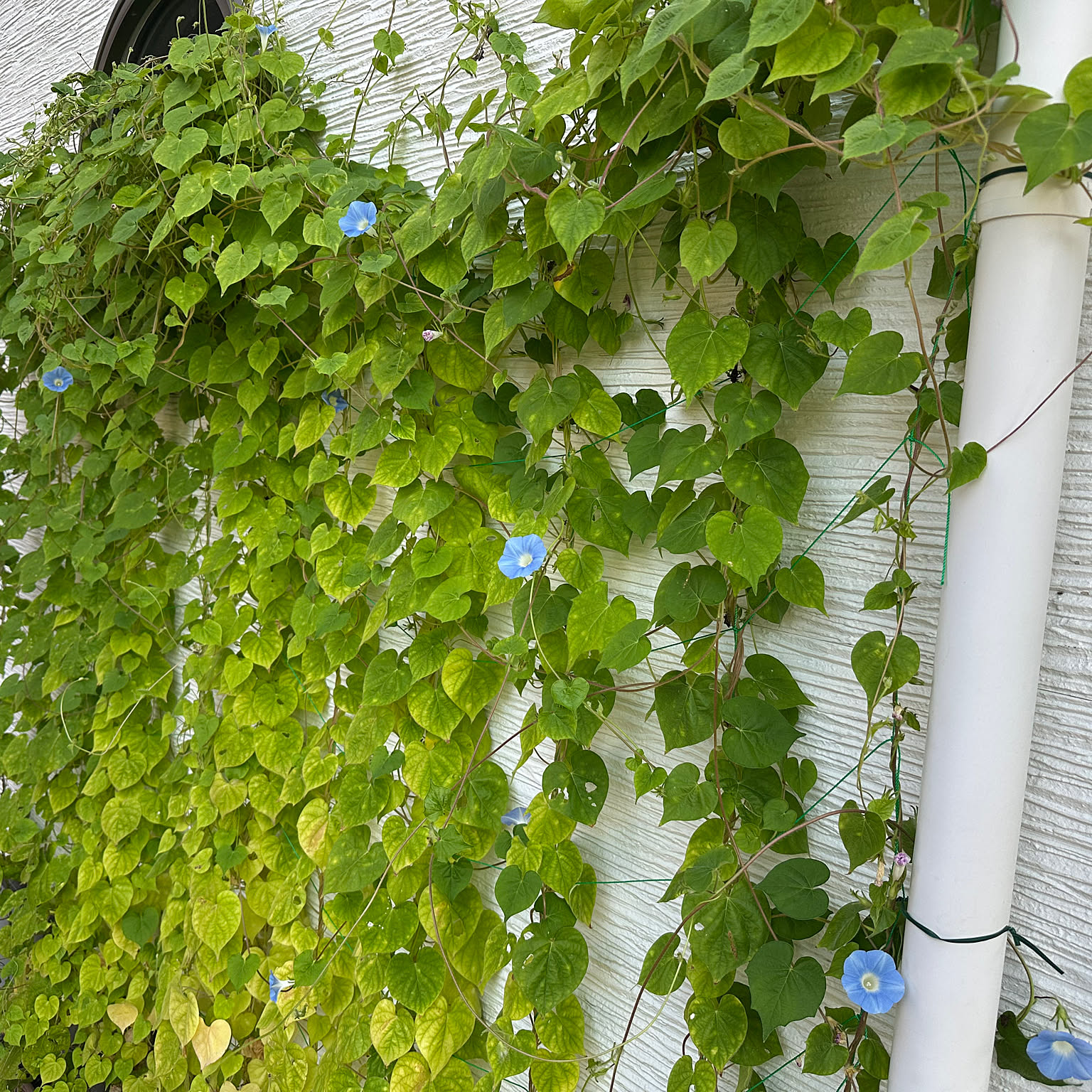 グリーンカーテン 朝顔のおすすめ商品とおしゃれな実例 ｜ RoomClip