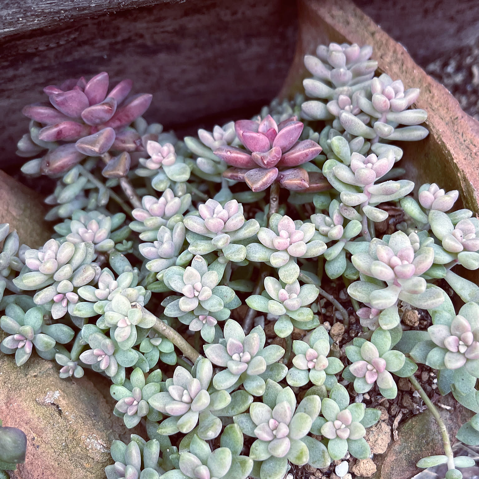 寄せ植え 姫秀麗のインテリア実例 ｜ RoomClip（ルームクリップ）