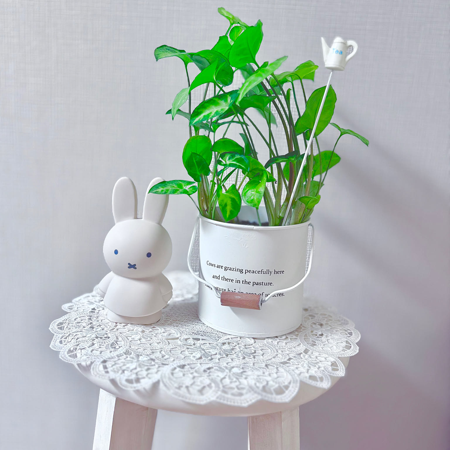 ミッフィー 観葉植物のある暮らしのおすすめ商品とおしゃれな実例
