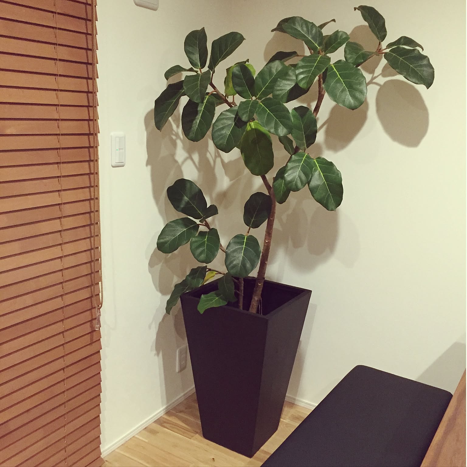 希少 フィカス アフリカンプリンス 観葉植物 大型 calm cafe 【公式通販】