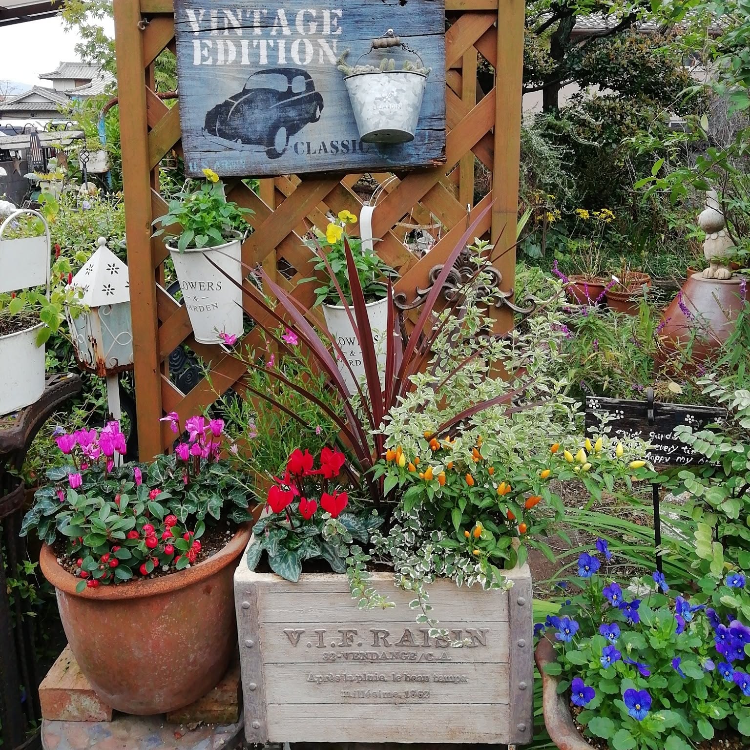 寄せ植え サザンクロスのインテリア実例 ｜ RoomClip（ルームクリップ）