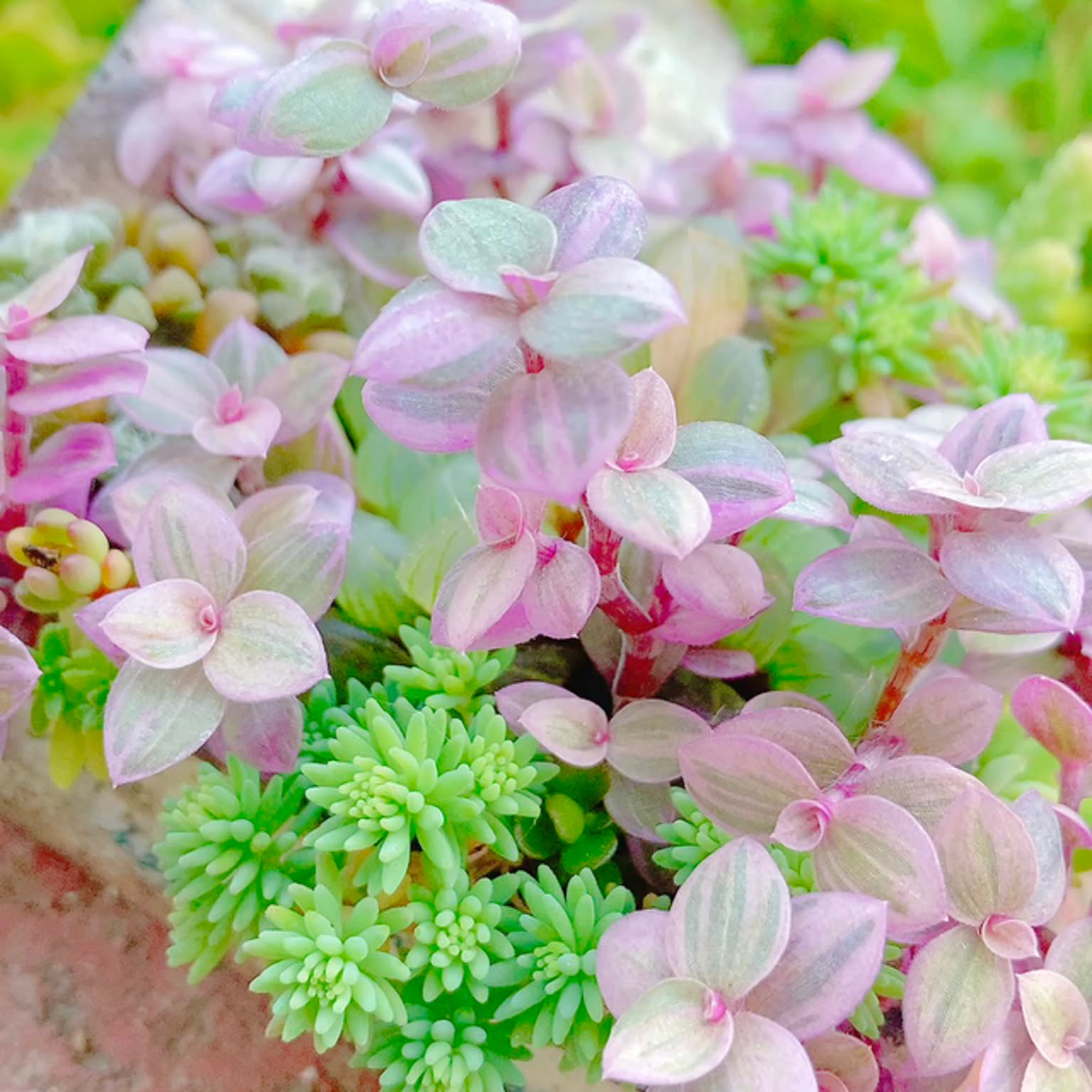 寄せ植え カリシアロザートのインテリア実例 ｜ RoomClip（ルーム