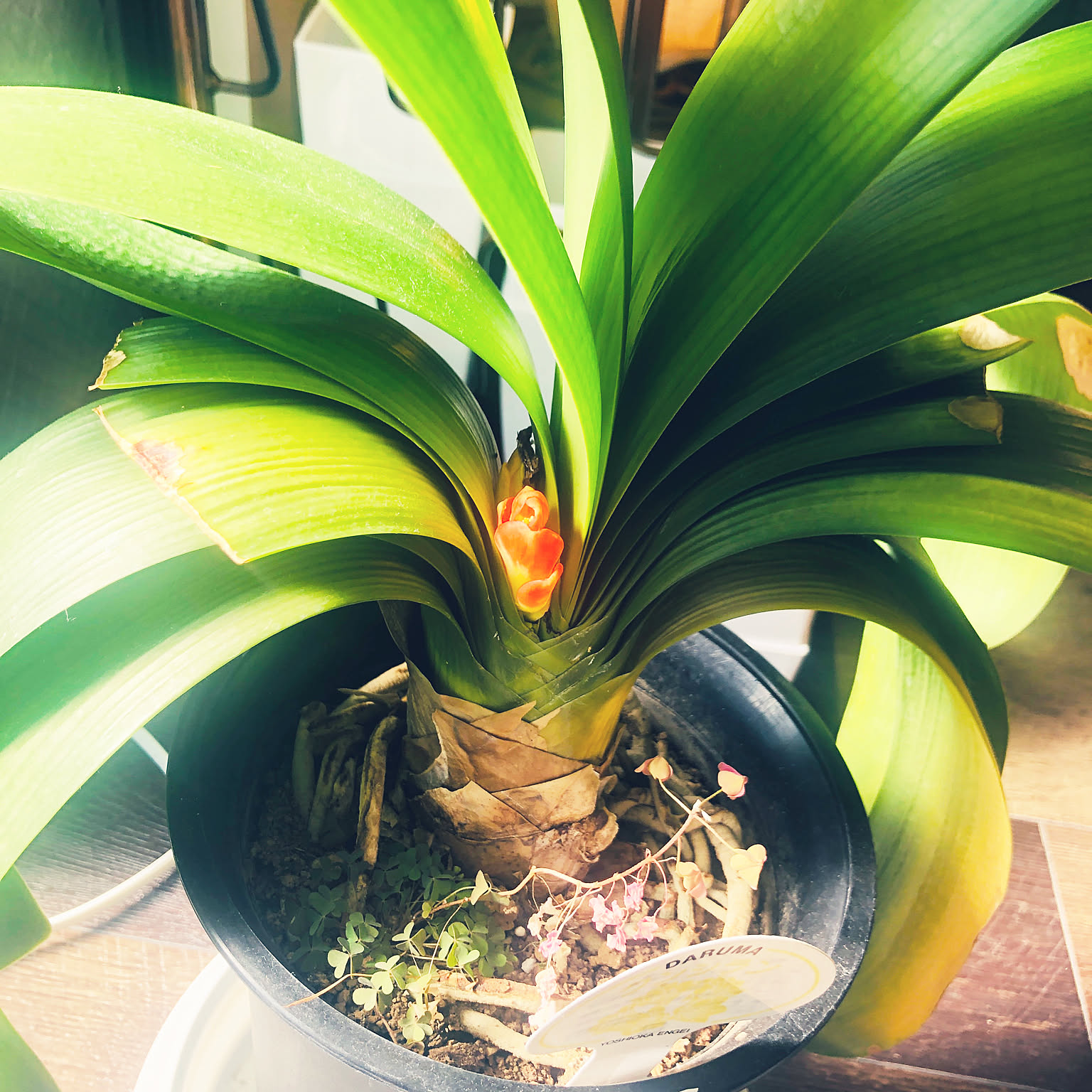 観葉植物 君子蘭のおすすめ商品とおしゃれな実例 ｜ RoomClip（ルーム