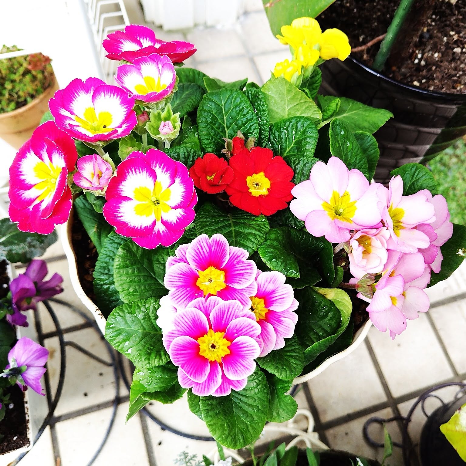 ジュリアン寄せ植えのおすすめ商品とおしゃれな実例 ｜ RoomClip