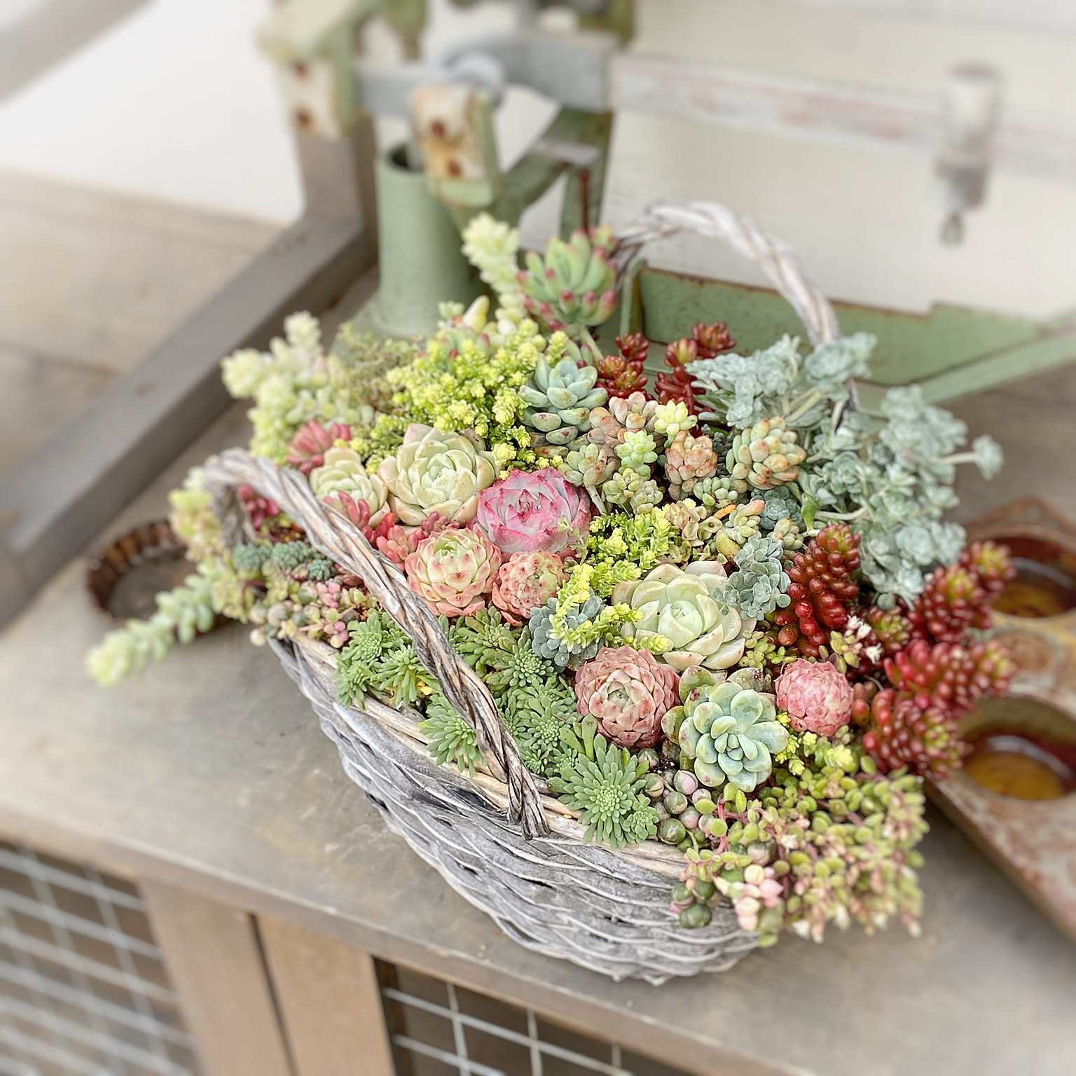 多肉植物のある暮らし バスケット寄せ植えのおすすめ商品とおしゃれな