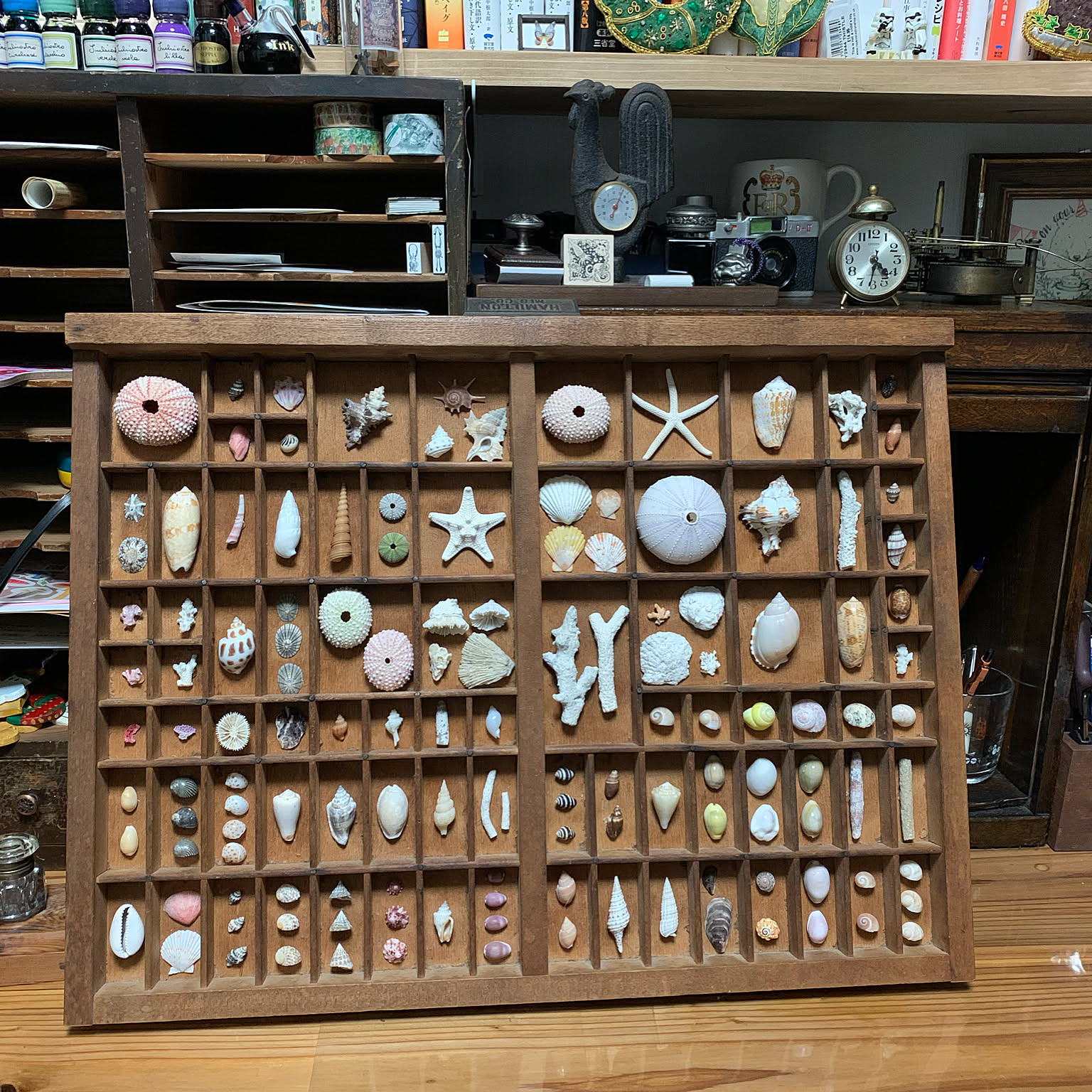 貝殻 標本のおしゃれなアレンジ・飾り方のインテリア実例 ｜ RoomClip