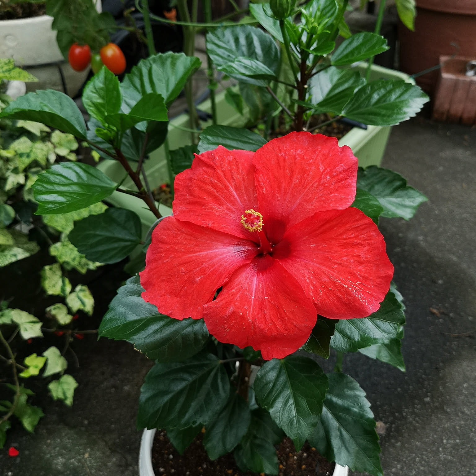 ハイビスカス様のお部屋 ハイビスカス様のお部屋 ハイビスカス – プランチュ