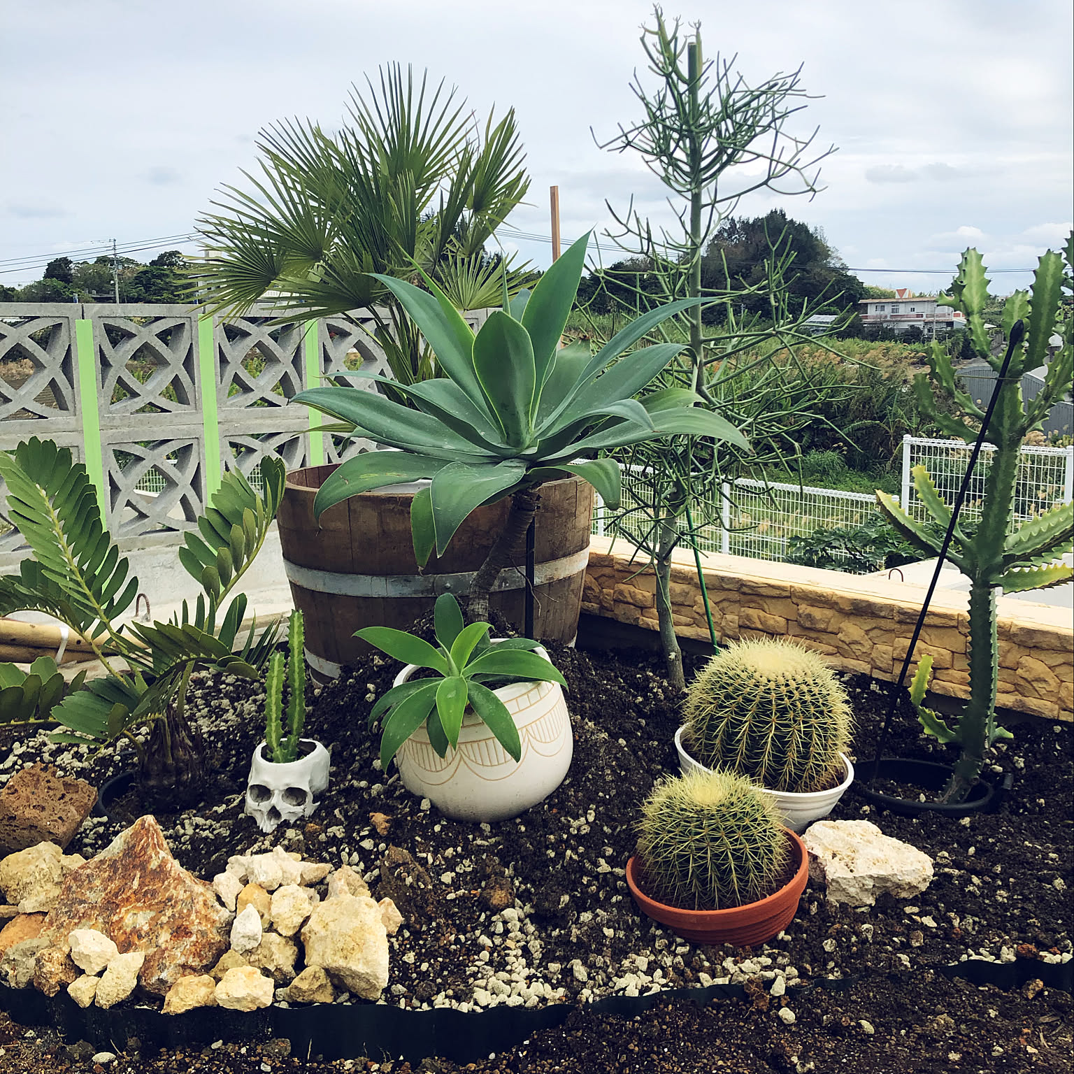 プルメリア　花芽付き　ドライガーデン　ロックガーデン　観葉 花芽付き プルメリア（バイユー）5号鉢（同梱不可商品です