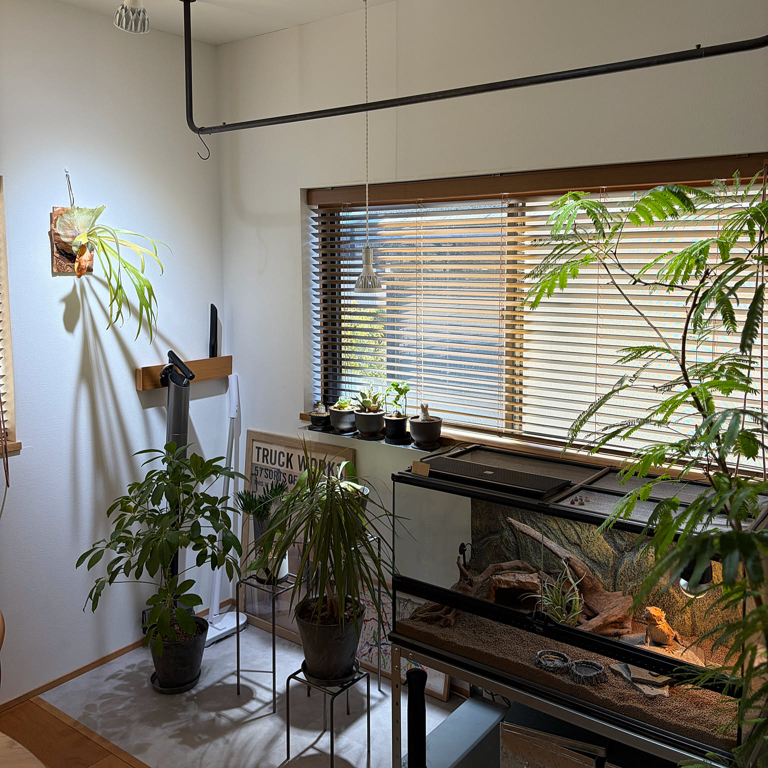 フトアゴヒゲトカゲ 爬虫類ケージのインテリア実例 ｜ RoomClip