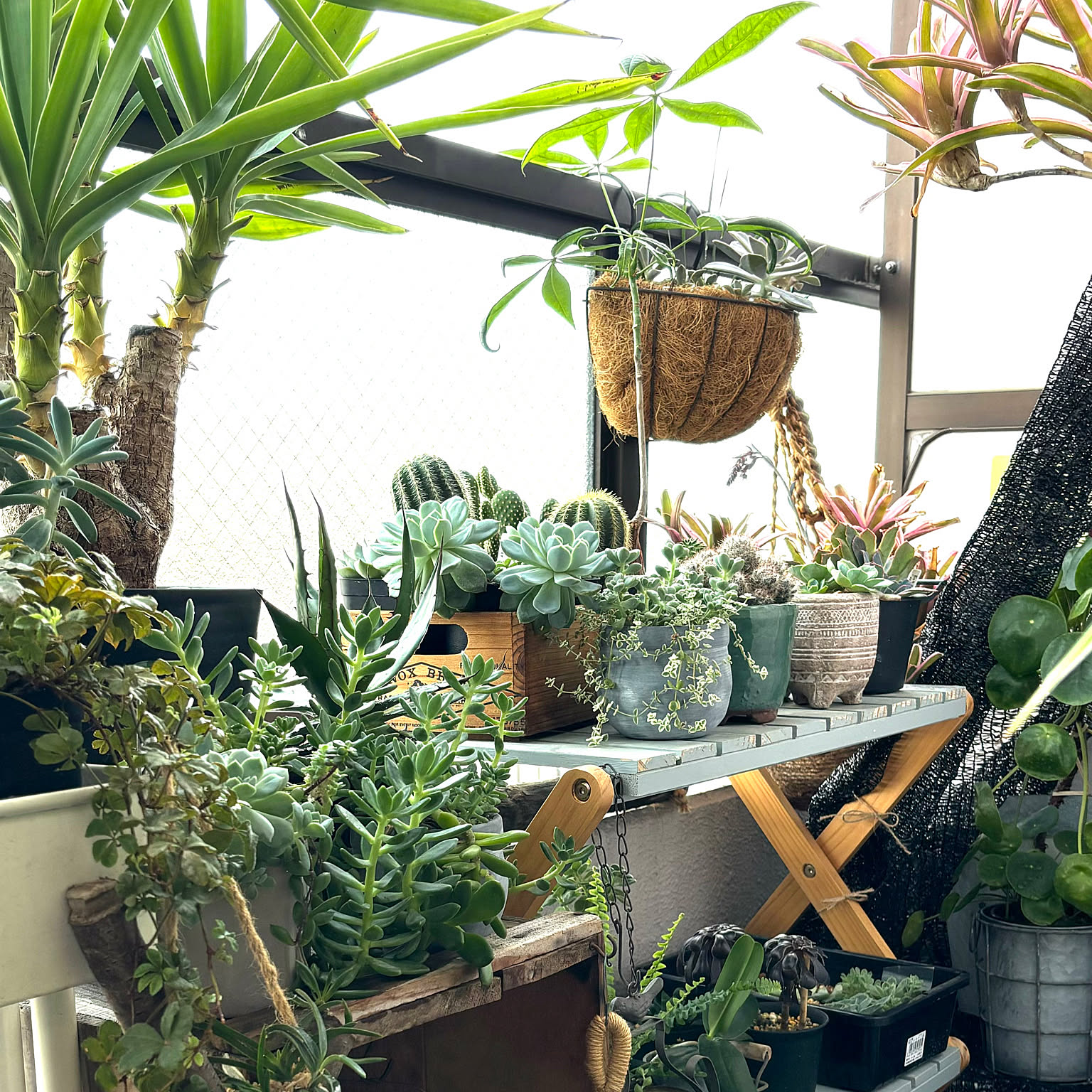 多肉植物 折りたたみラックのおすすめ商品とおしゃれな実例
