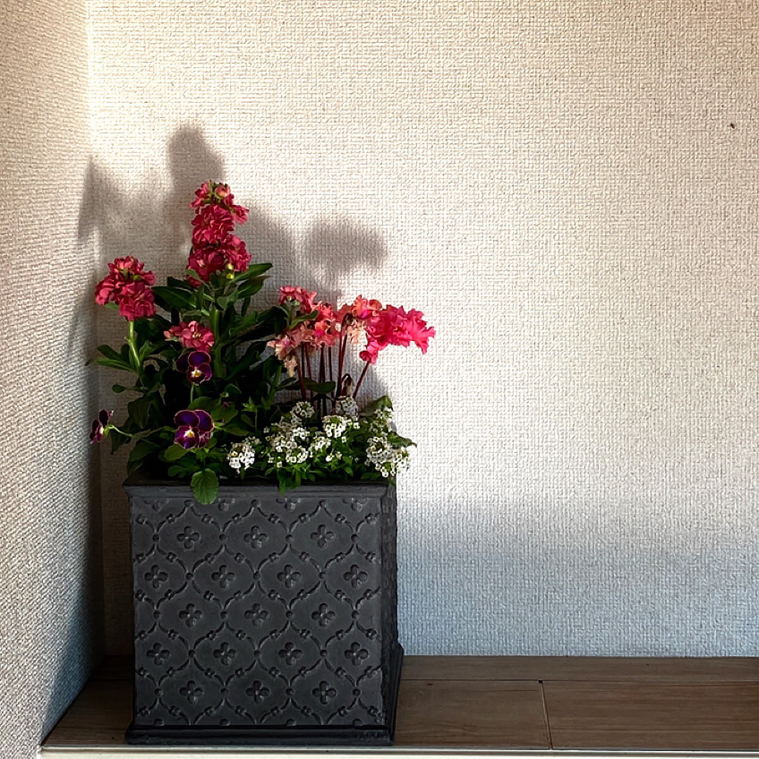 シクラメン/ベランダ/ローラアシュレイ/寄せ植え/ビオラなどの