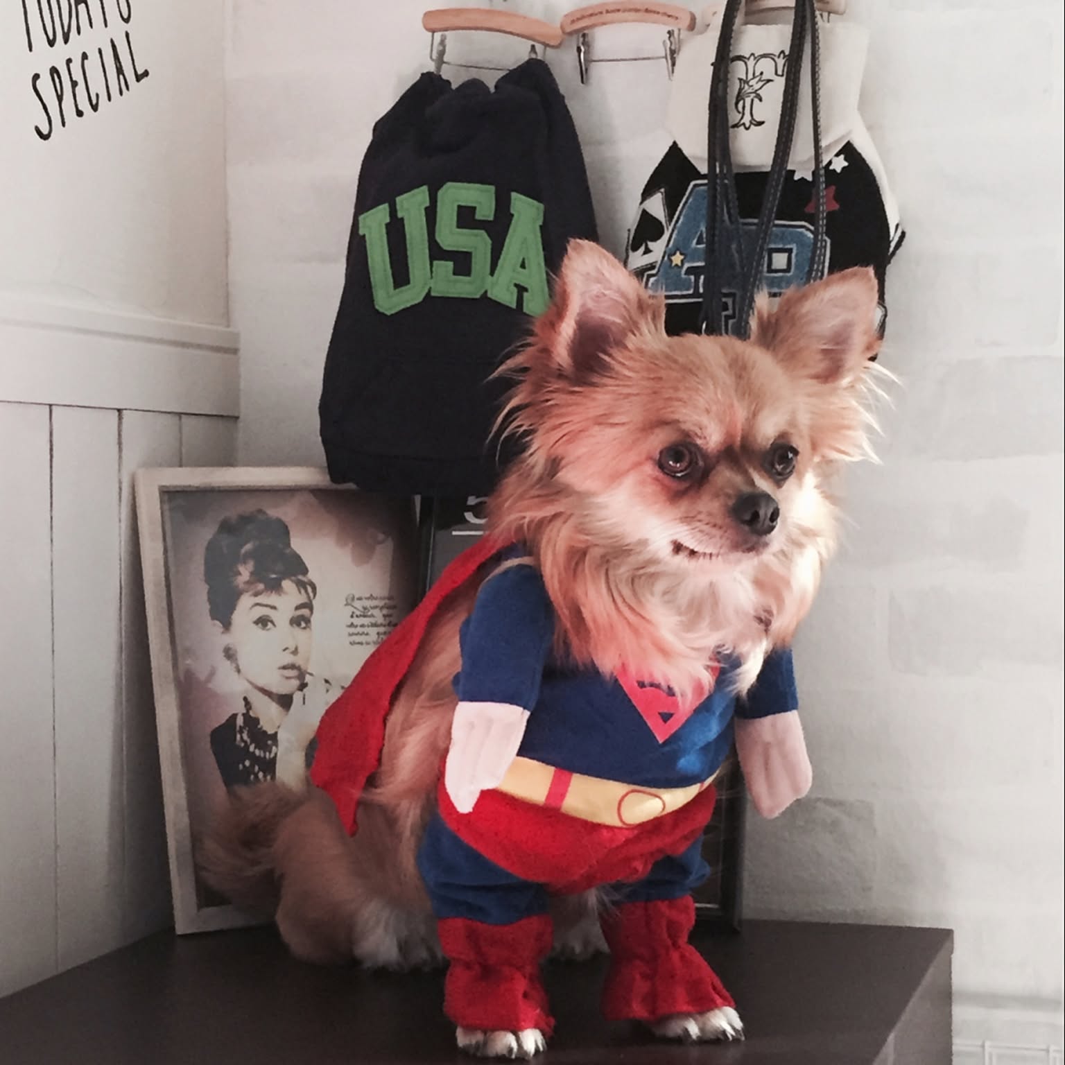 犬 犬服 ももたろう様専用 服 桃太郎の通販