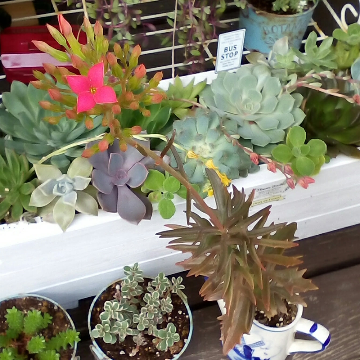 多肉植物 トナカイの舞のおしゃれなアレンジ・飾り方の 多肉植物 トナカイの舞のおしゃれなアレンジ・飾り方の