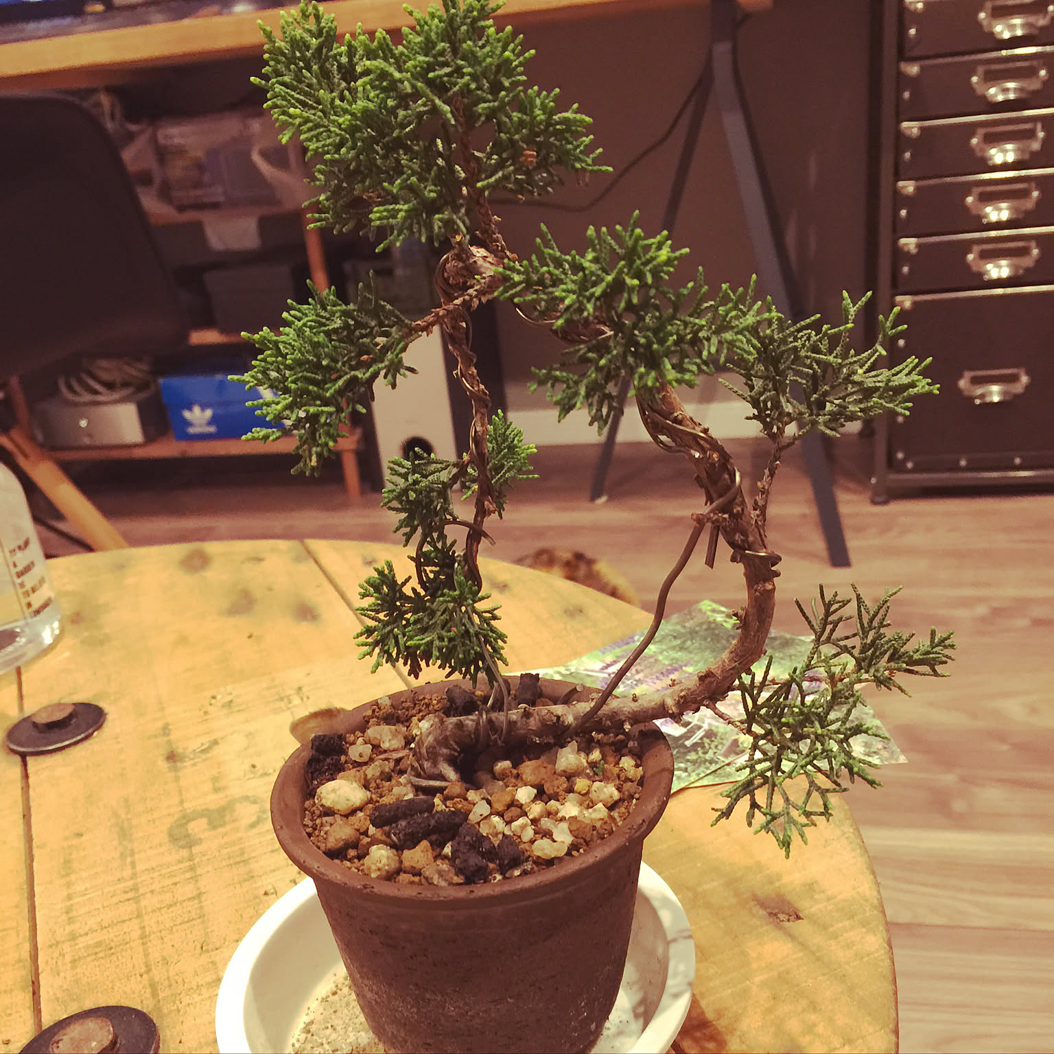 盆栽 『真柏』 和風 おしゃれ インテリア 観葉植物 園芸