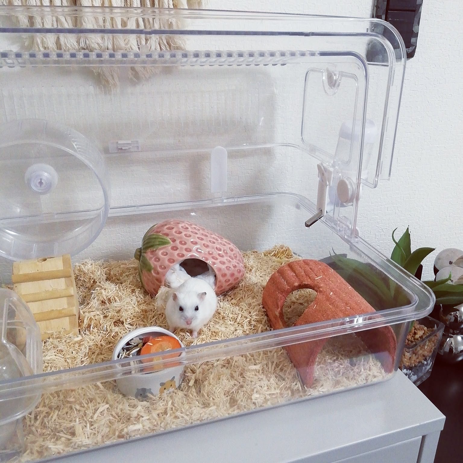 ハムスター (インテリア) ae6888efec0fe7bd3d7f0f9234ece4