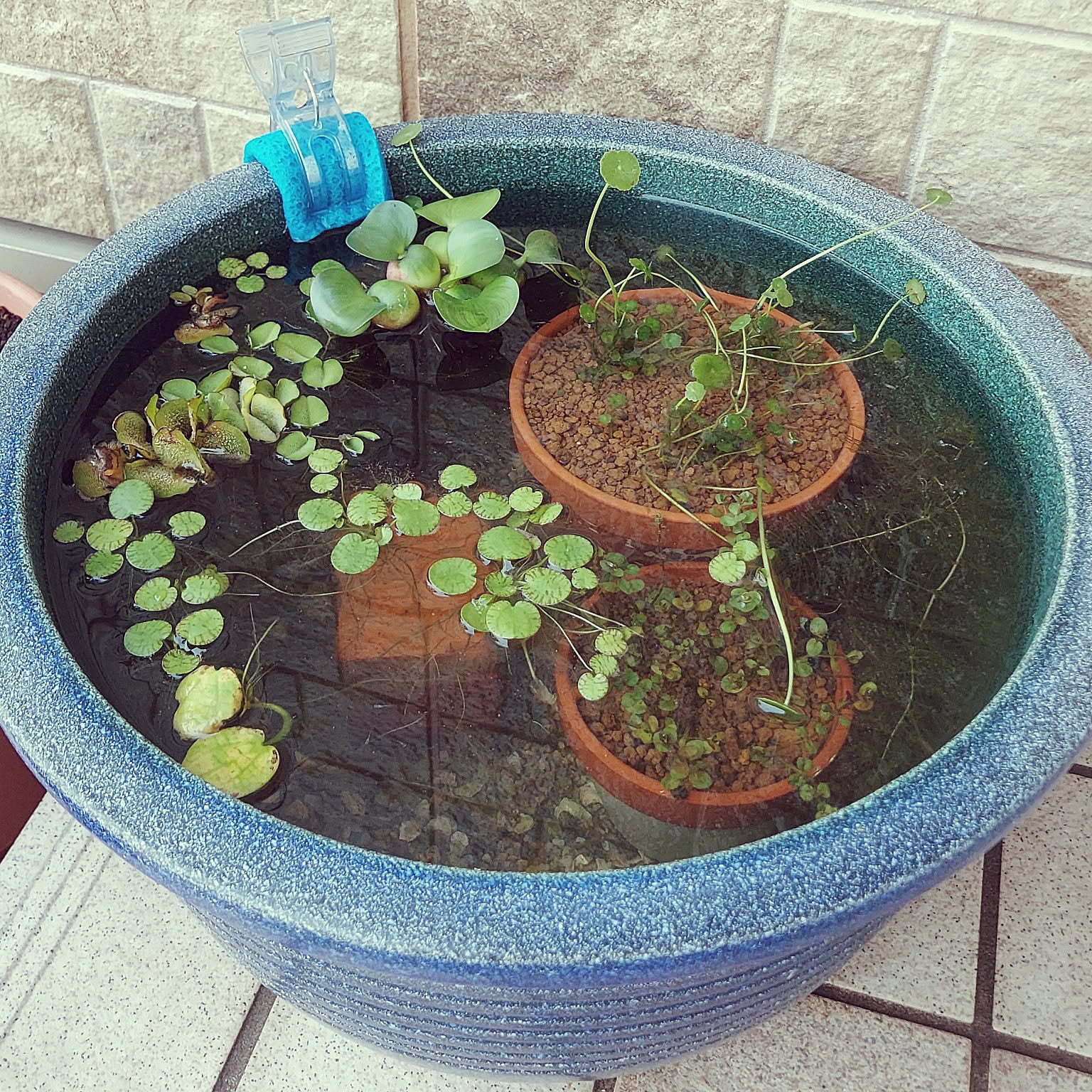 睡蓮鉢 ビオや玄関やお部屋に いつもの空間が情緒ある雰囲気に♪睡蓮鉢のある四季折々の暮らし