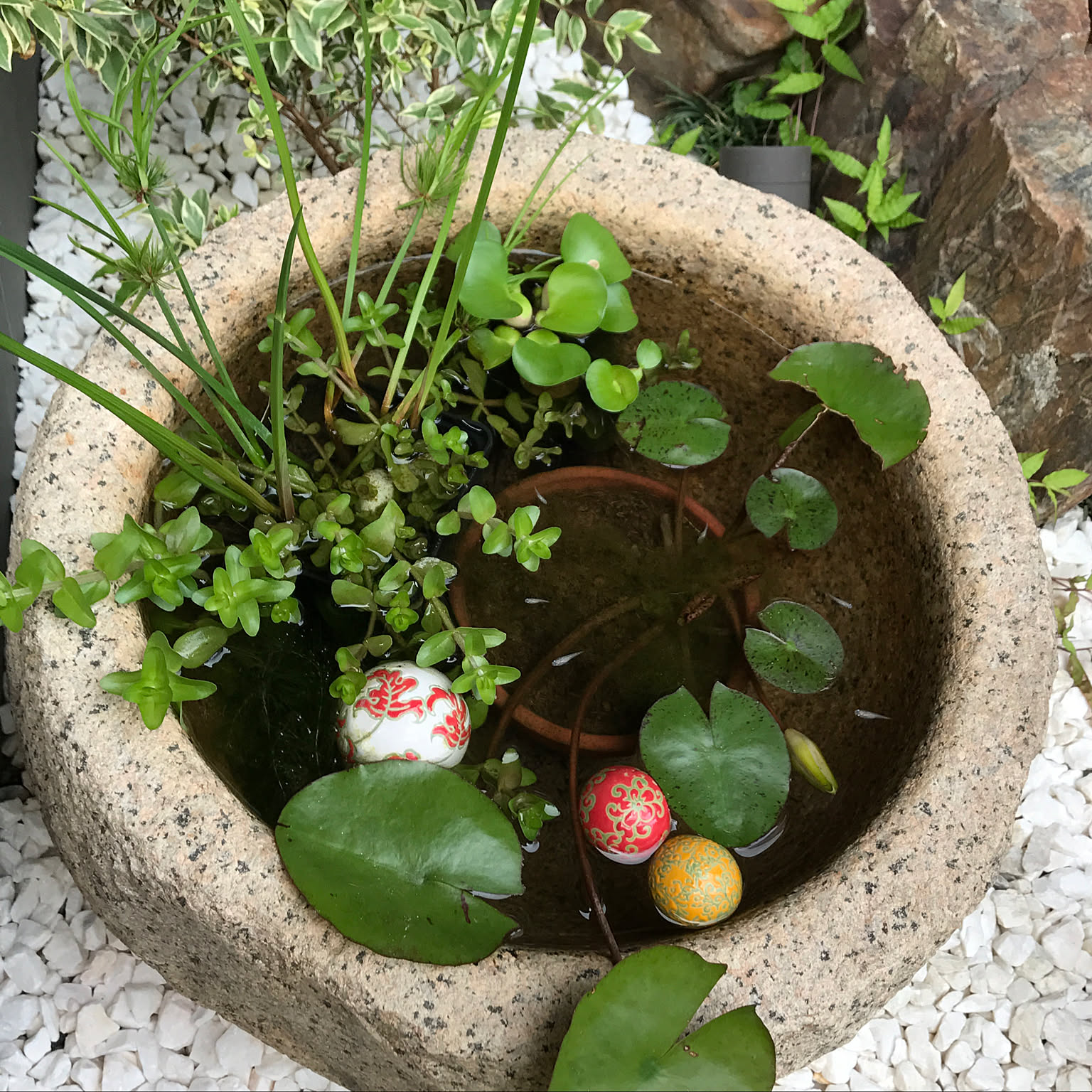 No.2 メダカ鉢にコマユミその他の寄せ植え メダカ 寄せ植えのインテリア実例 ｜ RoomClip（ルームクリップ）