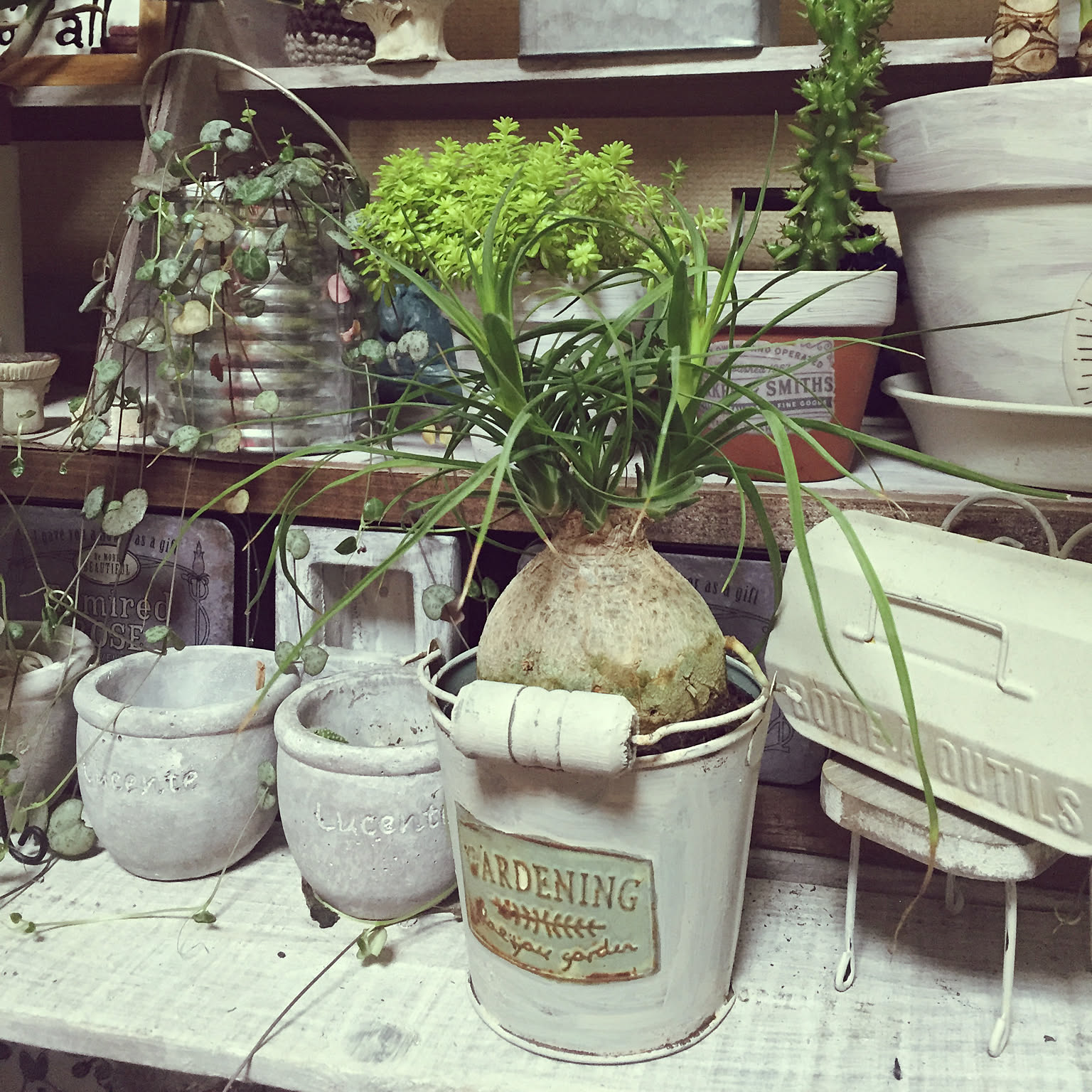 観葉植物 トックリラン ポニーテールのおすすめ商品とおしゃれな