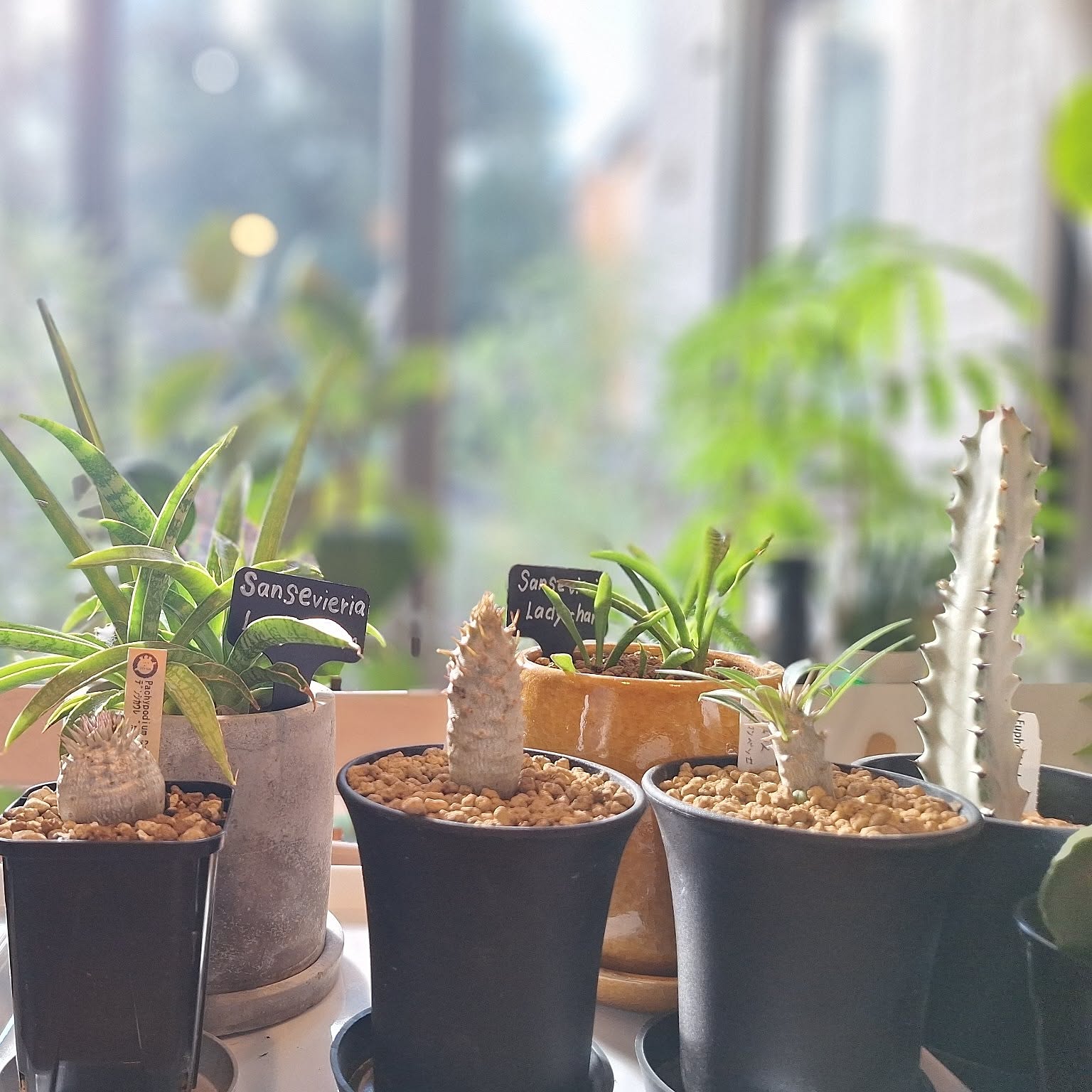 塊根植物 ビザールプランツのおしゃれなアレンジ・飾り方のインテリア