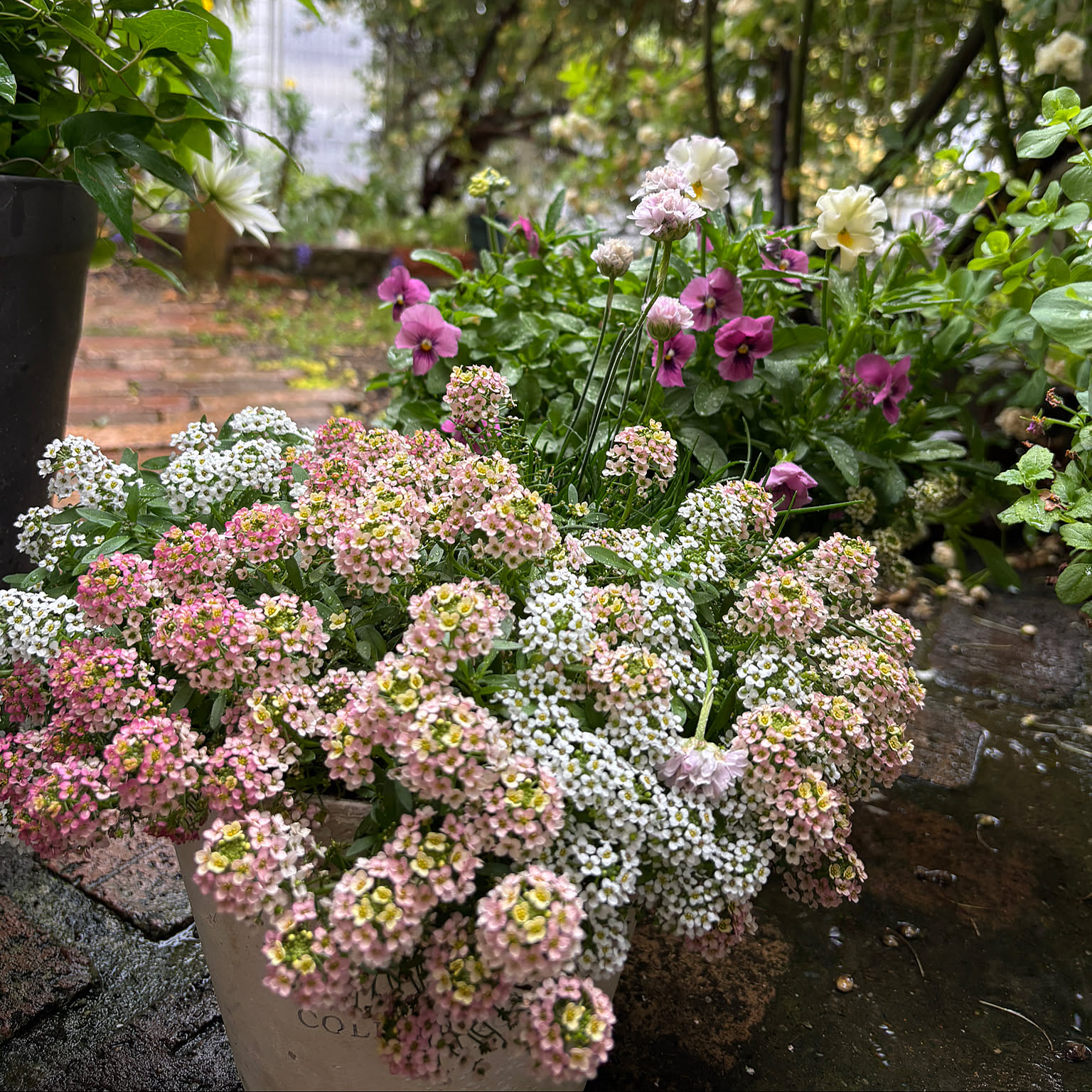 寄せ植え スカビオサのインテリア実例 ｜ RoomClip（ルームクリップ）