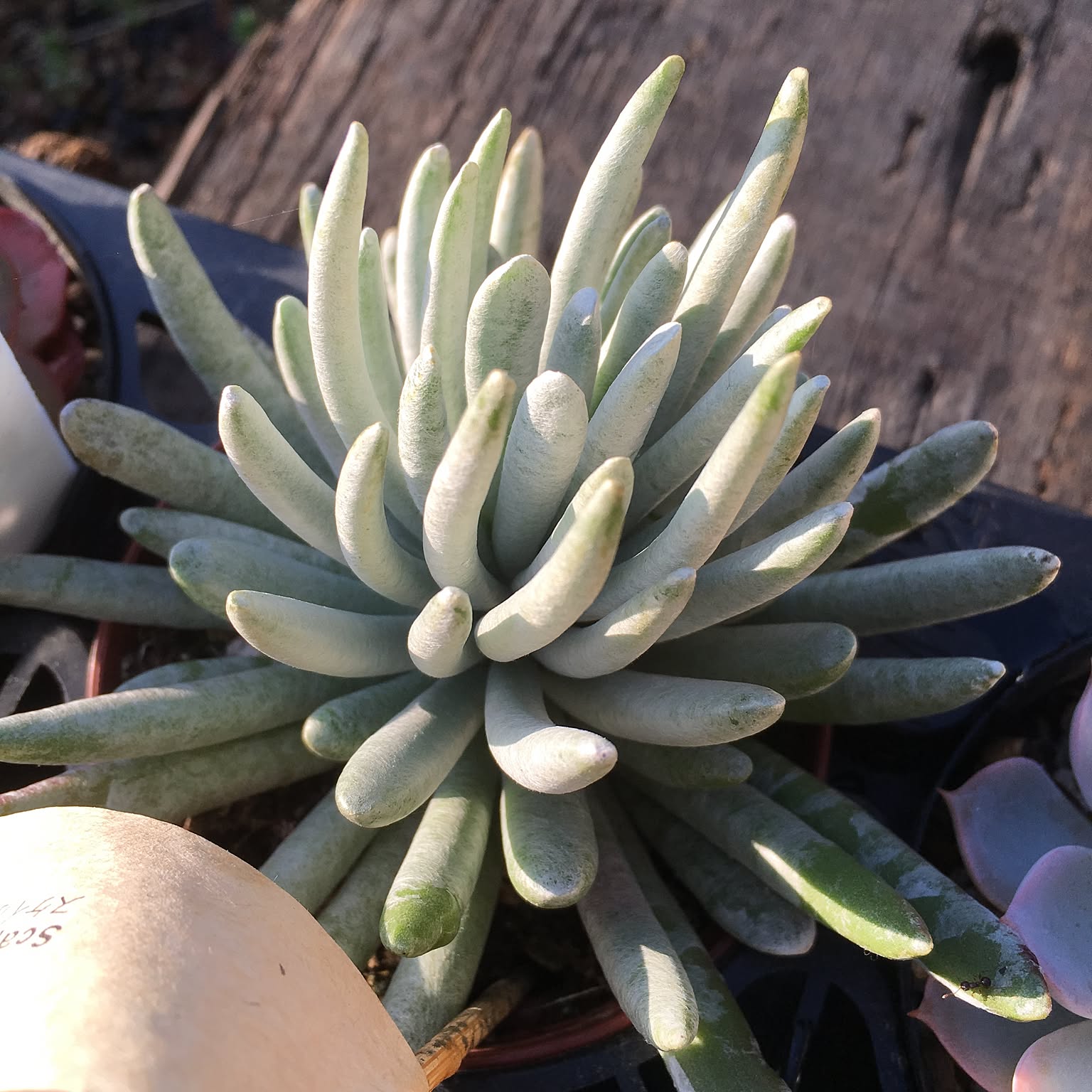 多肉植物 謎 1ヶ月後】ダイソー多肉植物のその後【謎ベリア】【葉挿しチャレンジ