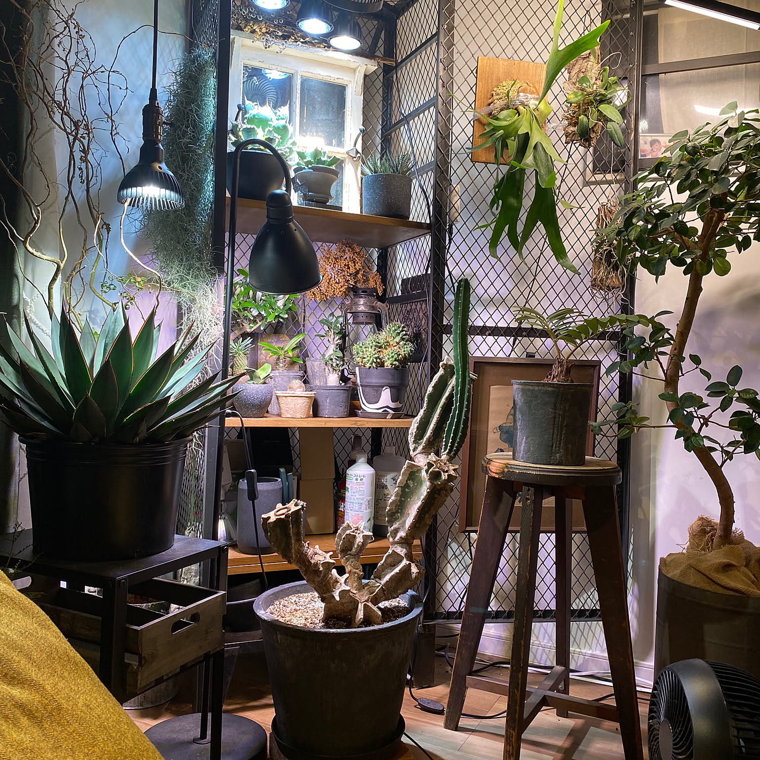 IKEA 植物用育成ライト5個 クリップライト2個セット LED電球 イケア IKEA】お手頃価格の栽培用LEDライト【VÄXER ヴェクセル