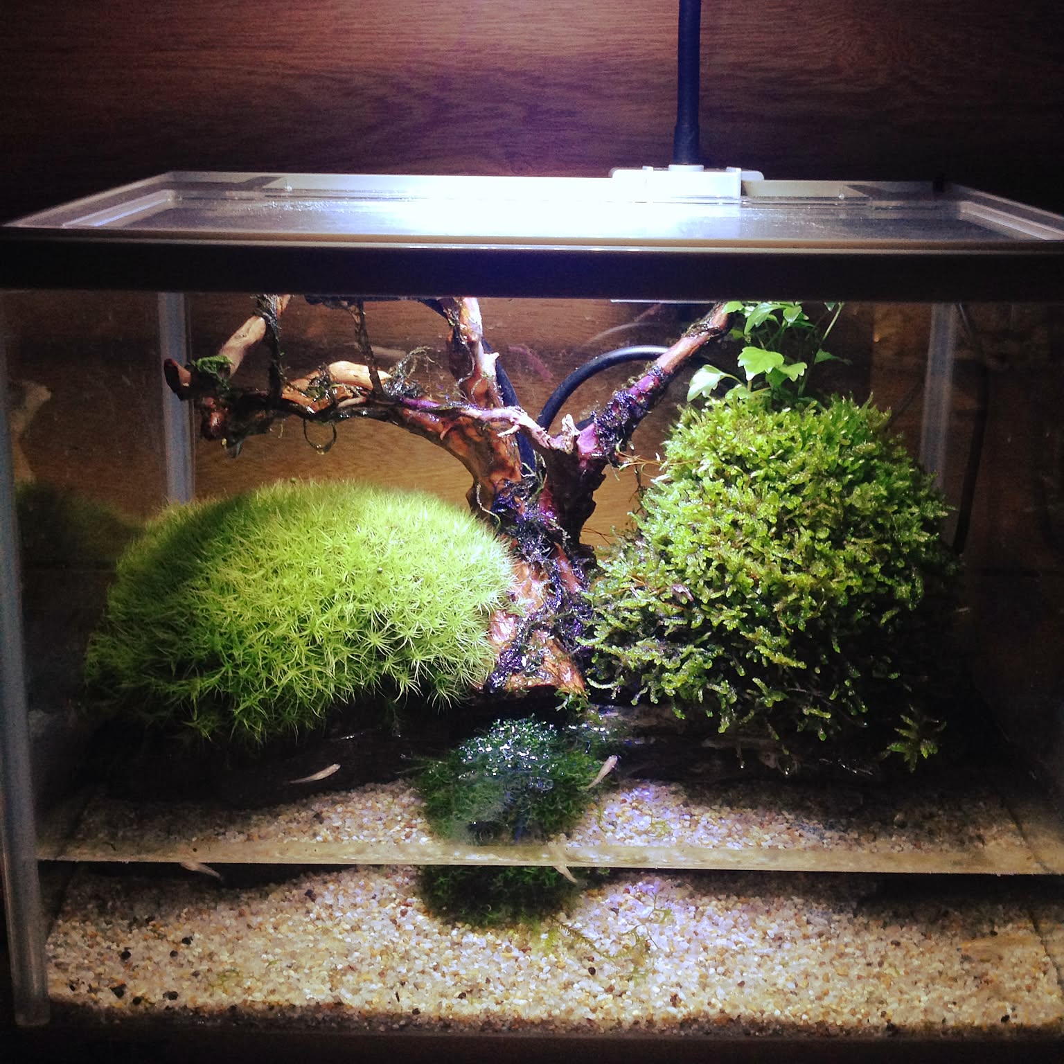 完成品 パルダリウム 巨大 60cmオールガラス水槽 公式決定版！アクロ