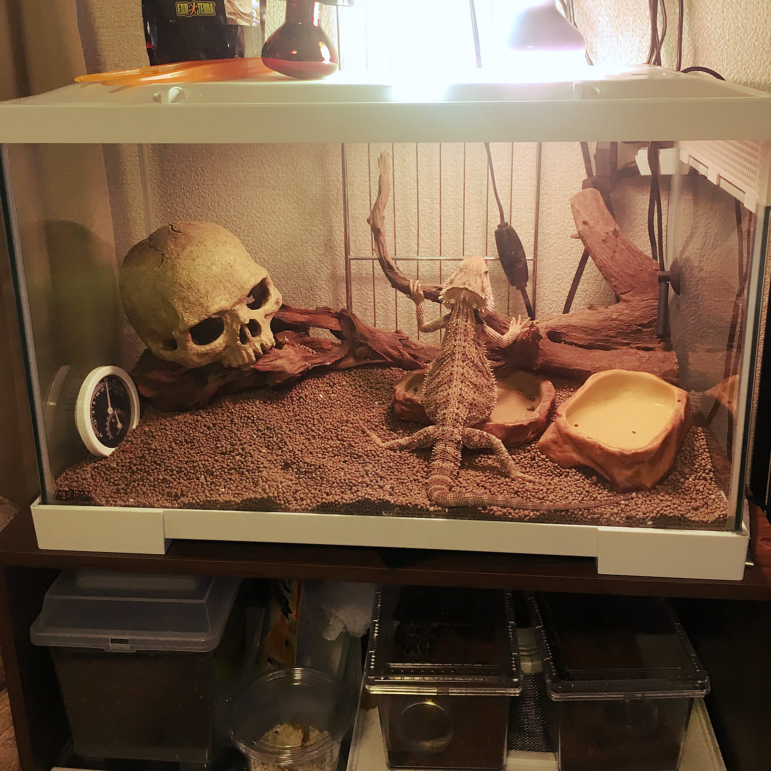 棚/生き物と暮らす/水槽インテリア/観葉植物/ダイソーなどの