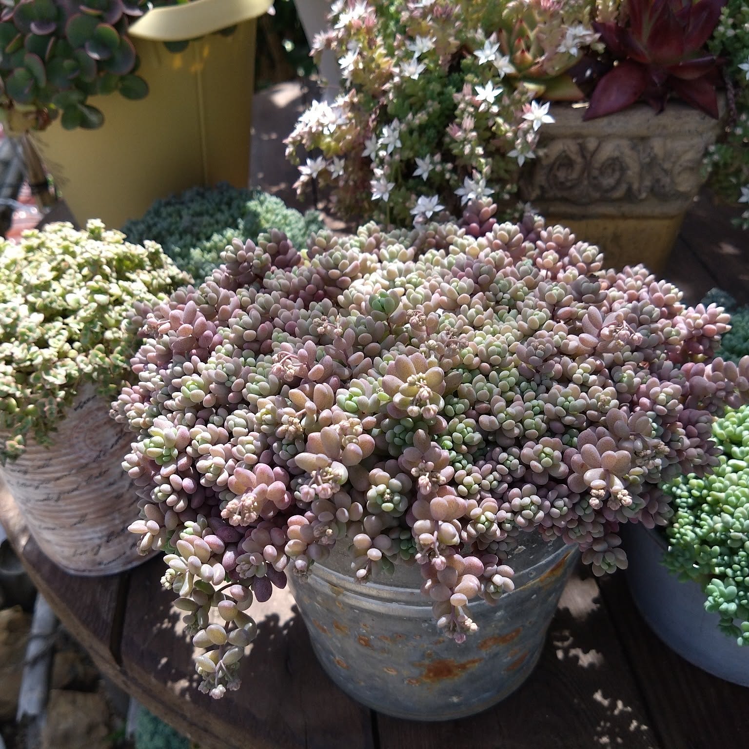 大きめピーチプリデ 朧月 紅葉祭り❤根付き多肉植物寄せ植え