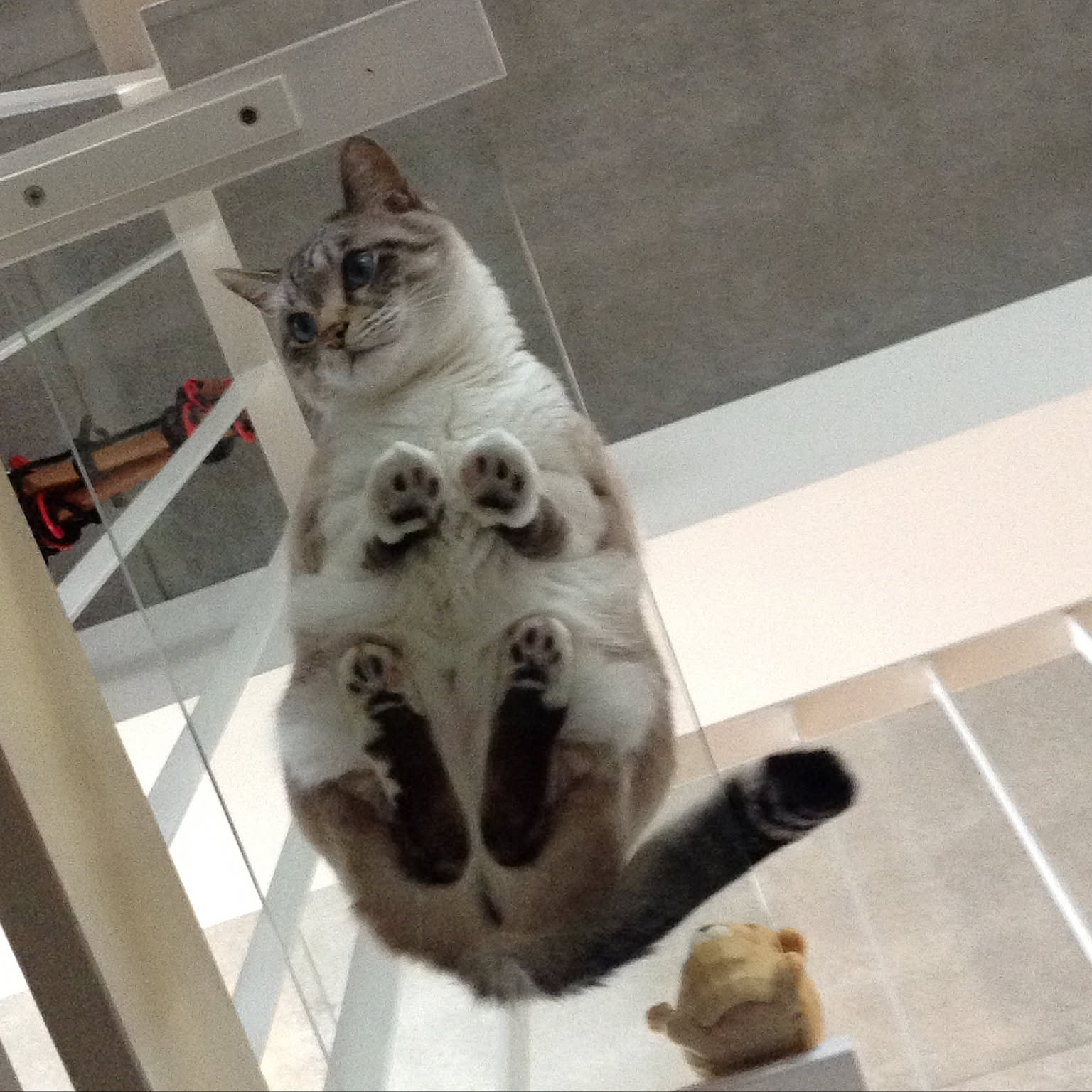 猫の肉球のインテリア実例 | RoomClip(ルームクリップ) 猫の肉球のインテリア実例 | RoomClip(ルームクリップ)