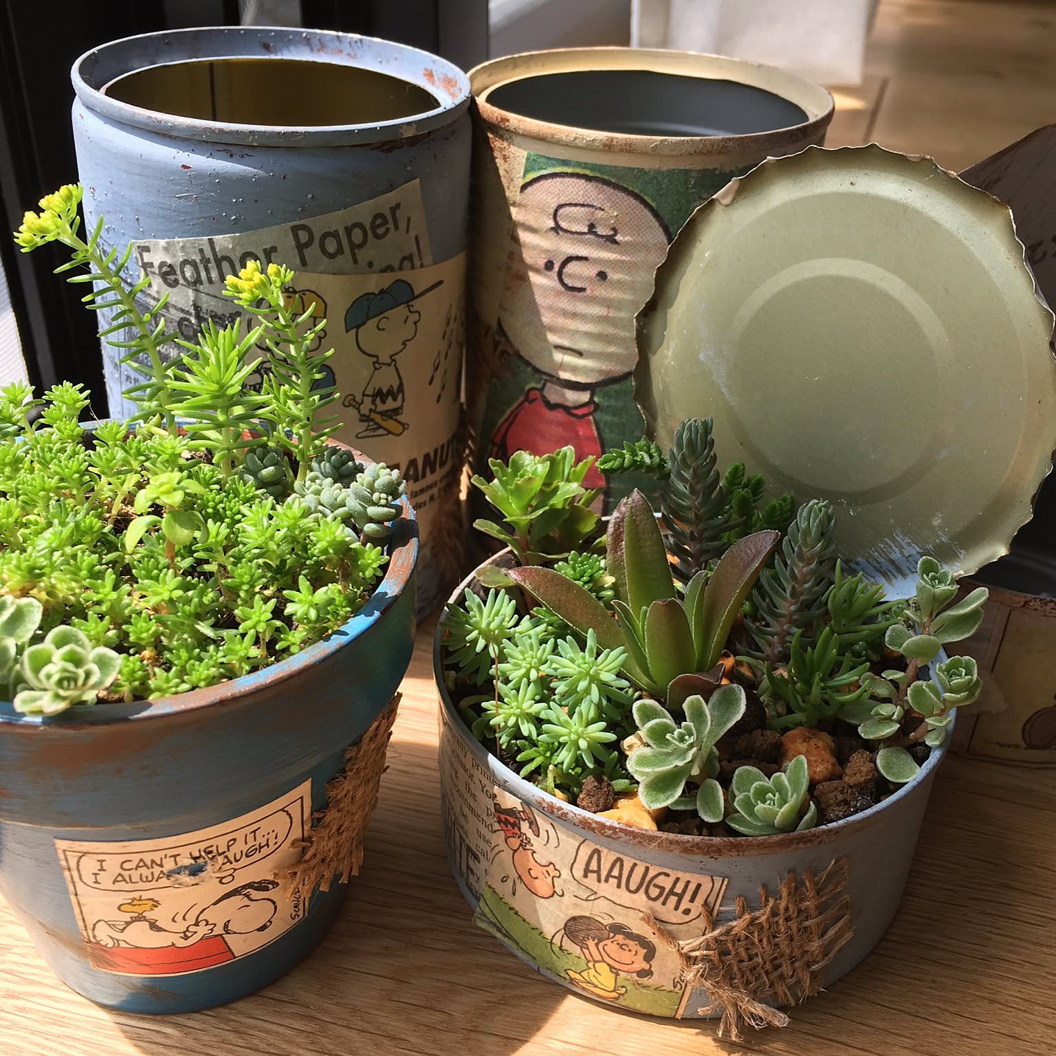 スヌーピー 多肉寄せ植えのおすすめ商品とおしゃれな実例 ｜ RoomClip  