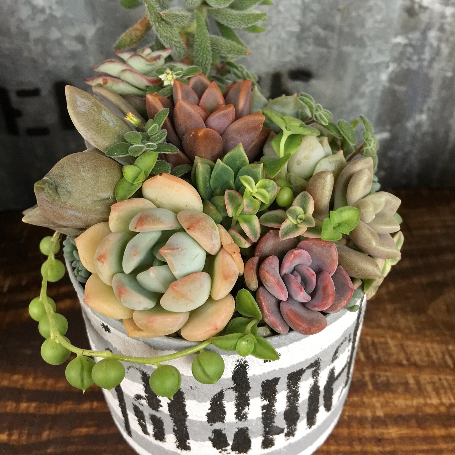 ③r.23cm大きな多肉リース 壁掛けOK❤ 朧月しっかり根付き❤ 寄せ植え ③r.23cm大きな多肉リース 壁掛けOK❤ 朧月しっかり根付き