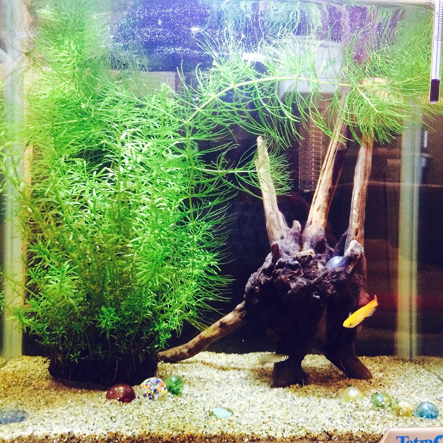 ADA水温計のインテリア実例 ｜ RoomClip（ルームクリップ）