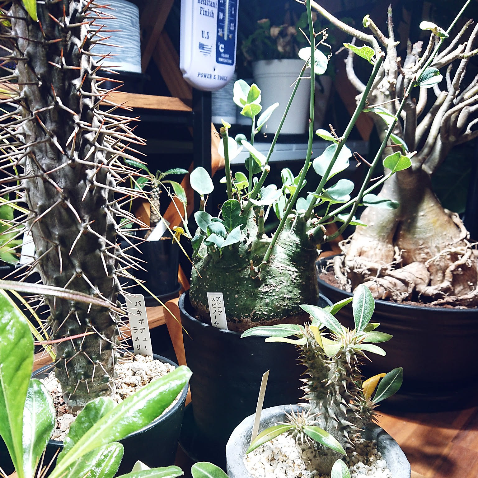 パキポディウム 植物育成ライトのおすすめ商品とおしゃれな実例 パキポディウム 植物育成ライトのおすすめ商品とおしゃれな実例