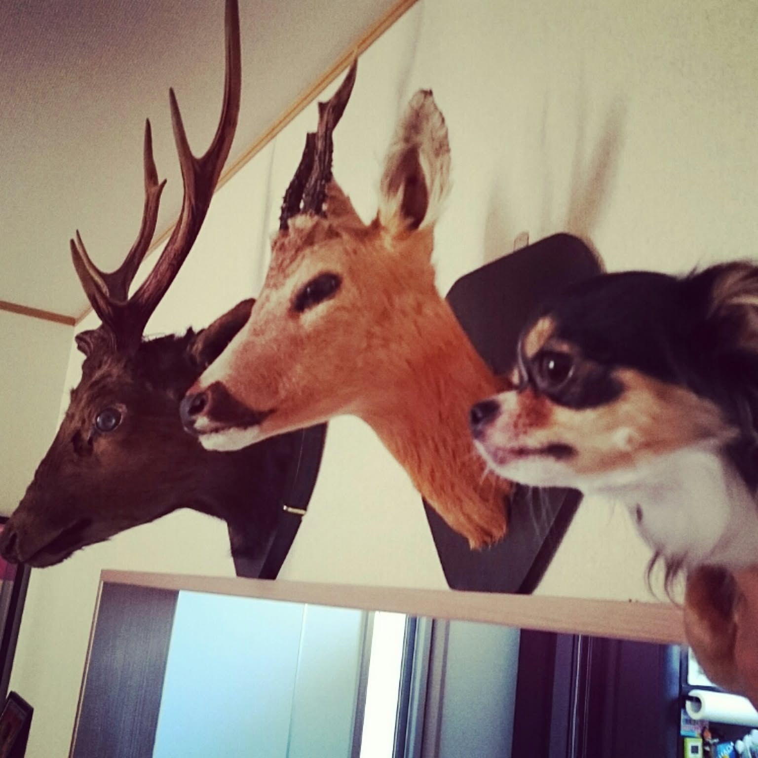 鹿の剥製のインテリア実例 ｜ RoomClip（ルームクリップ）