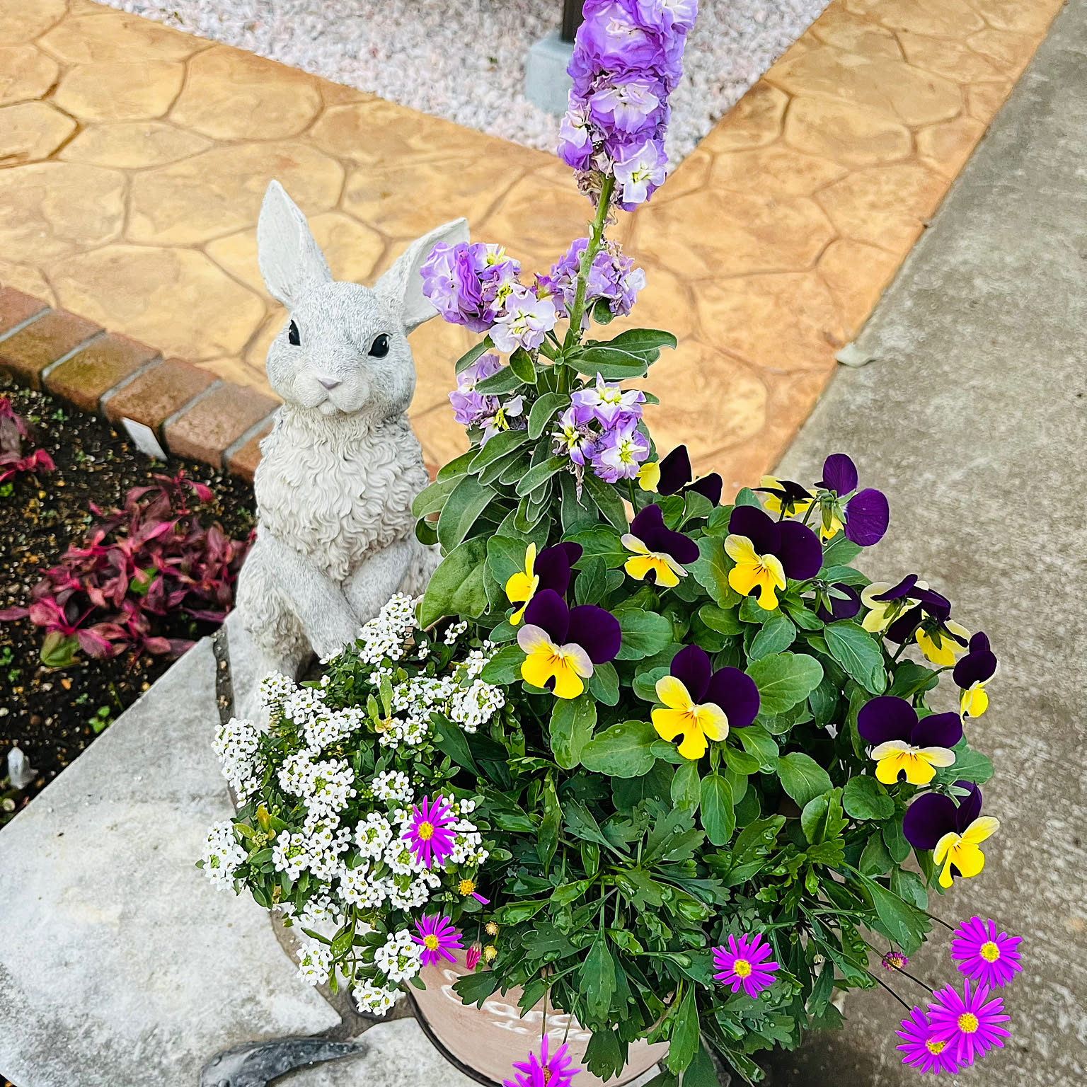 パンジーとビオラ シクラメン寄せ植えのインテリア実例 ｜ RoomClip