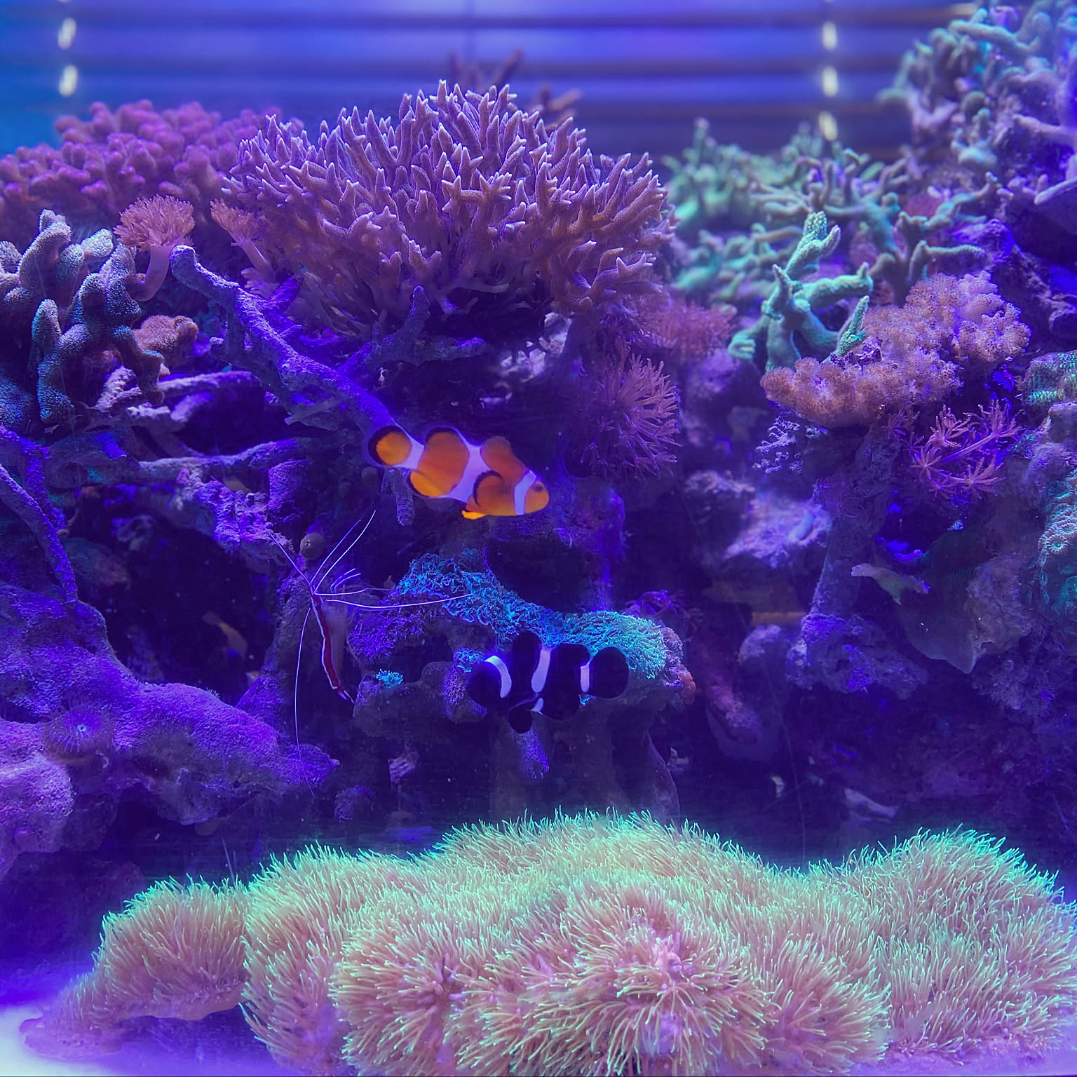 テーブルサンゴ 巨大 アクアリウム用 【公式通販】