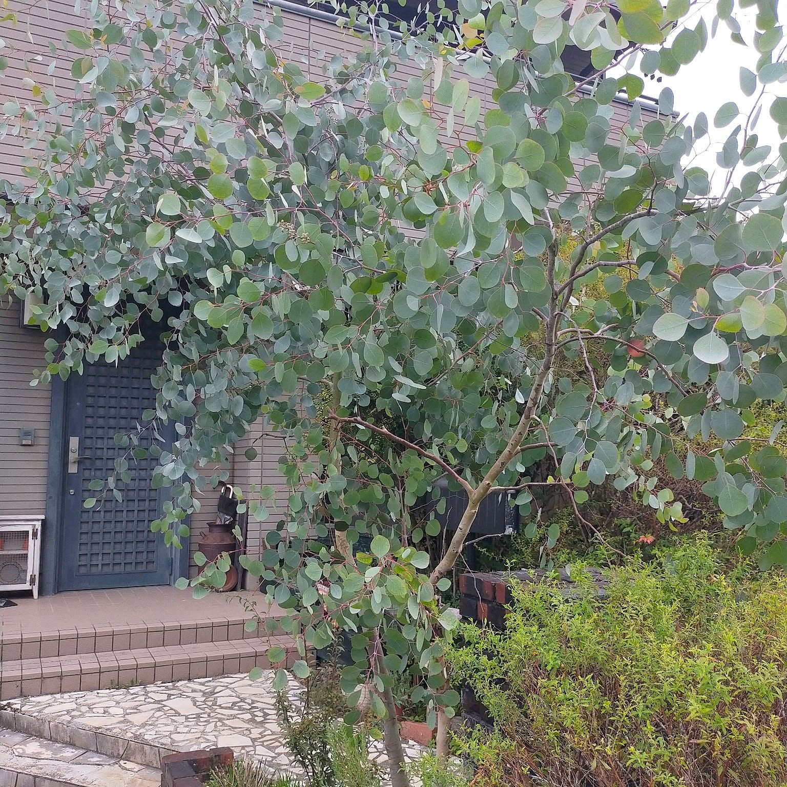 地植え可シンボルツリーとしても良いピスタチオリーブス 地植え可シンボルツリーとしても良いピスタチオリーブス 地植え可