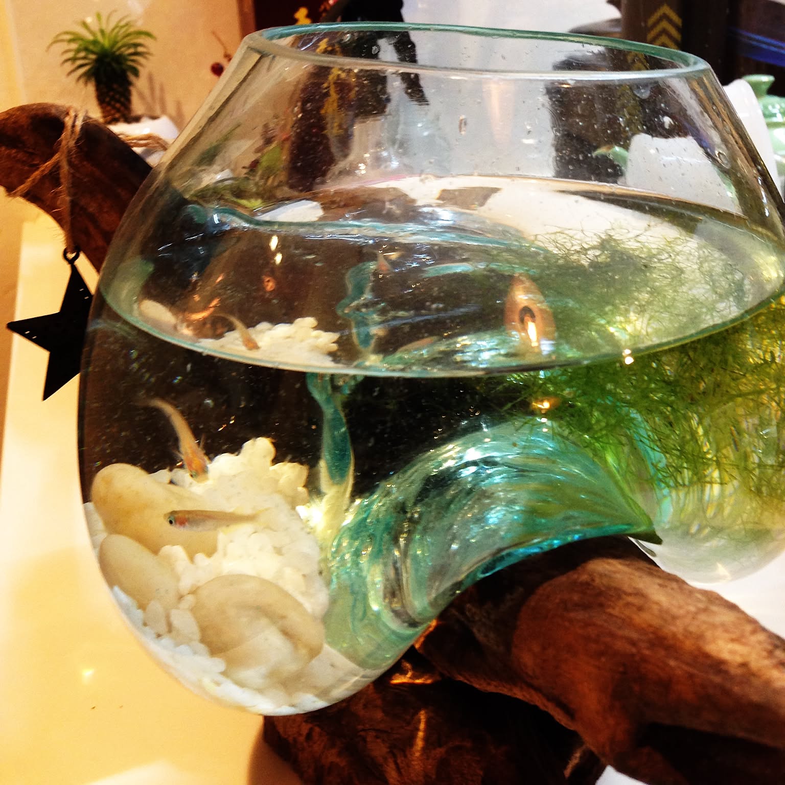 古い水槽 アクアリウム アルナ 古道具 アンティーク シャビー メダカ