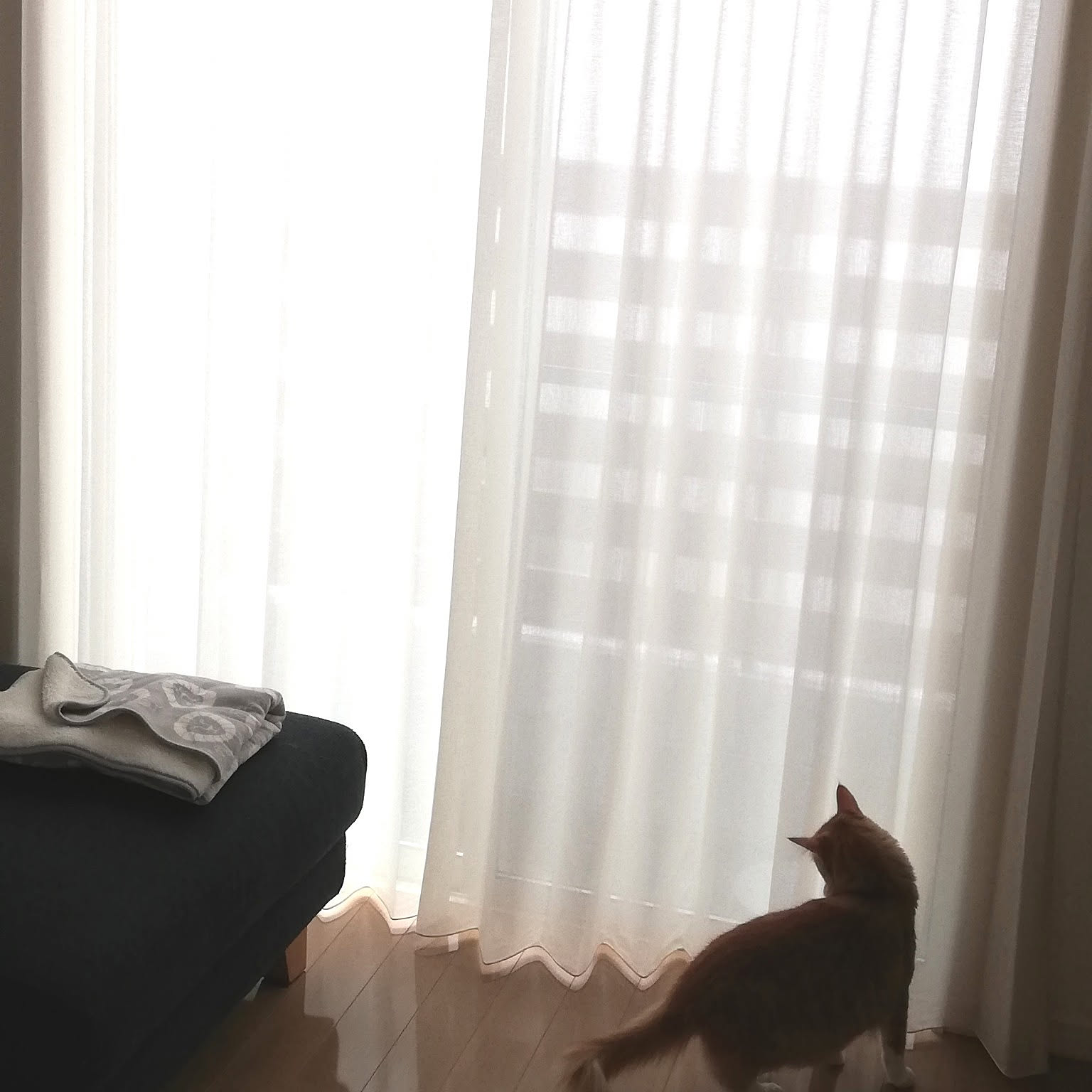 フジエテキスタイル レースカーテンのおすすめ商品とおしゃれな実例