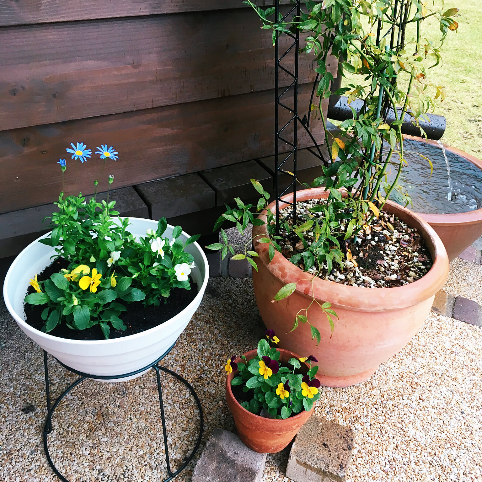 メダカ 寄せ植えのインテリア実例 ｜ RoomClip（ルームクリップ）