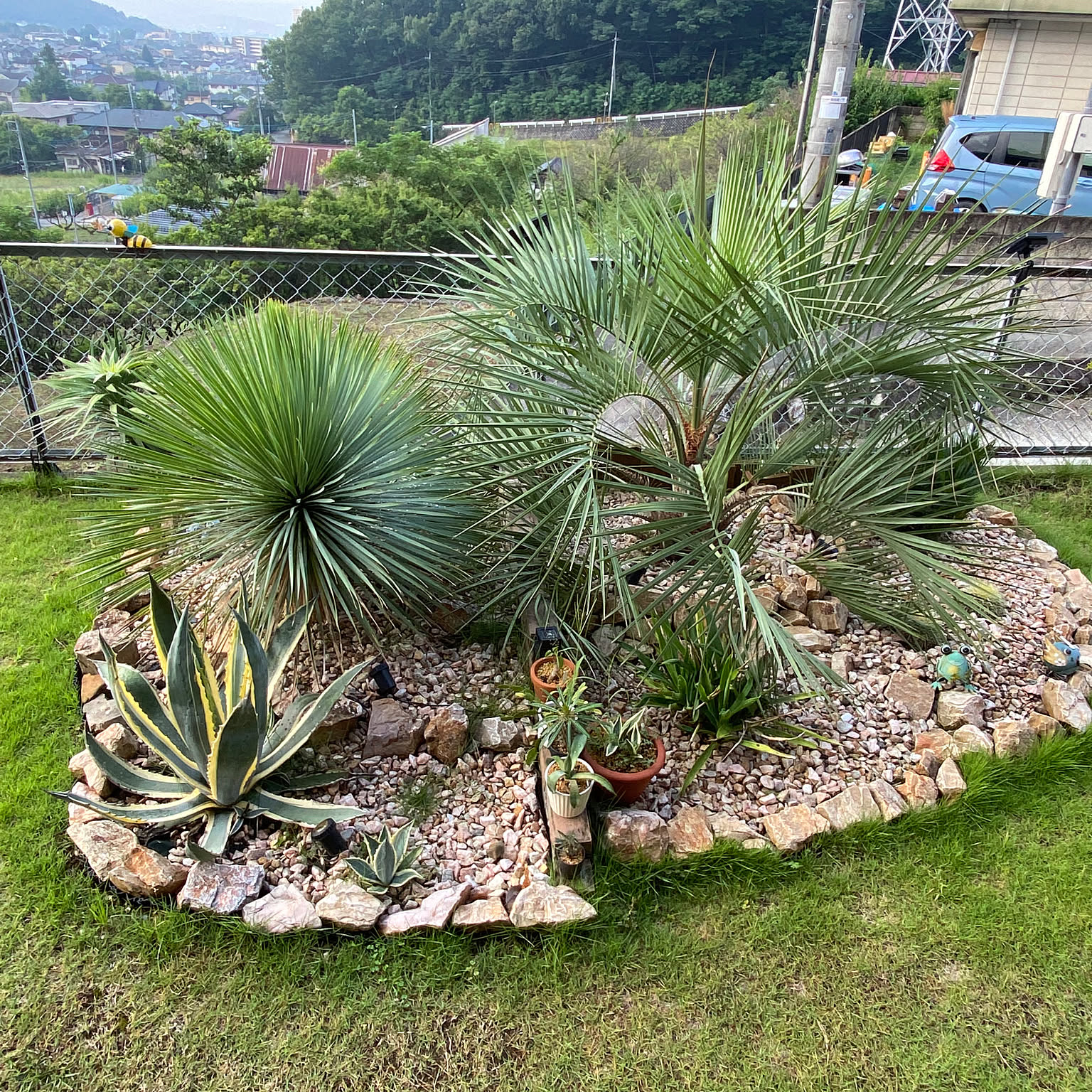 ユッカフィリフェラ！ドライガーデン、ロックガーデンにピッタリ！