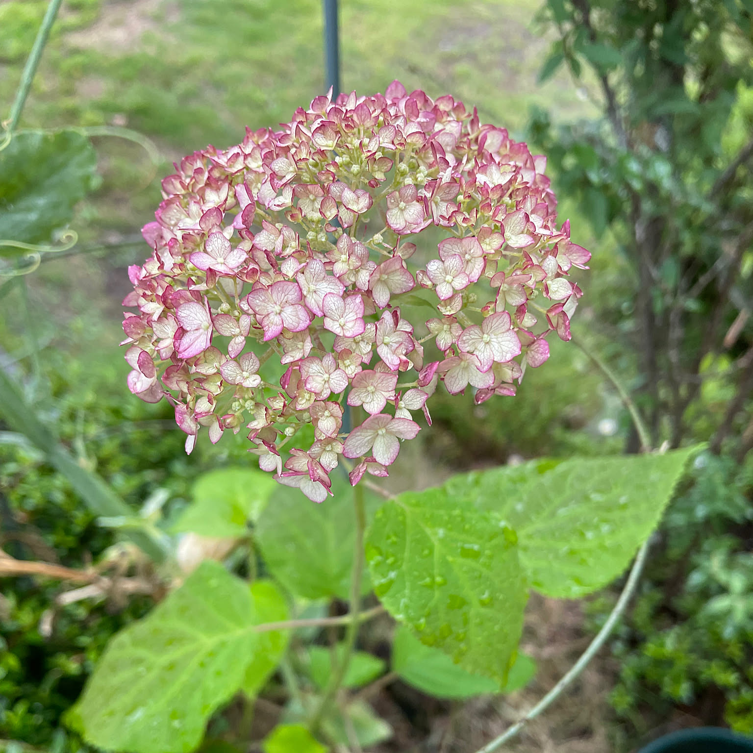 薔薇 ピンクアナベルのおすすめ商品とおしゃれな実例 ｜ RoomClip