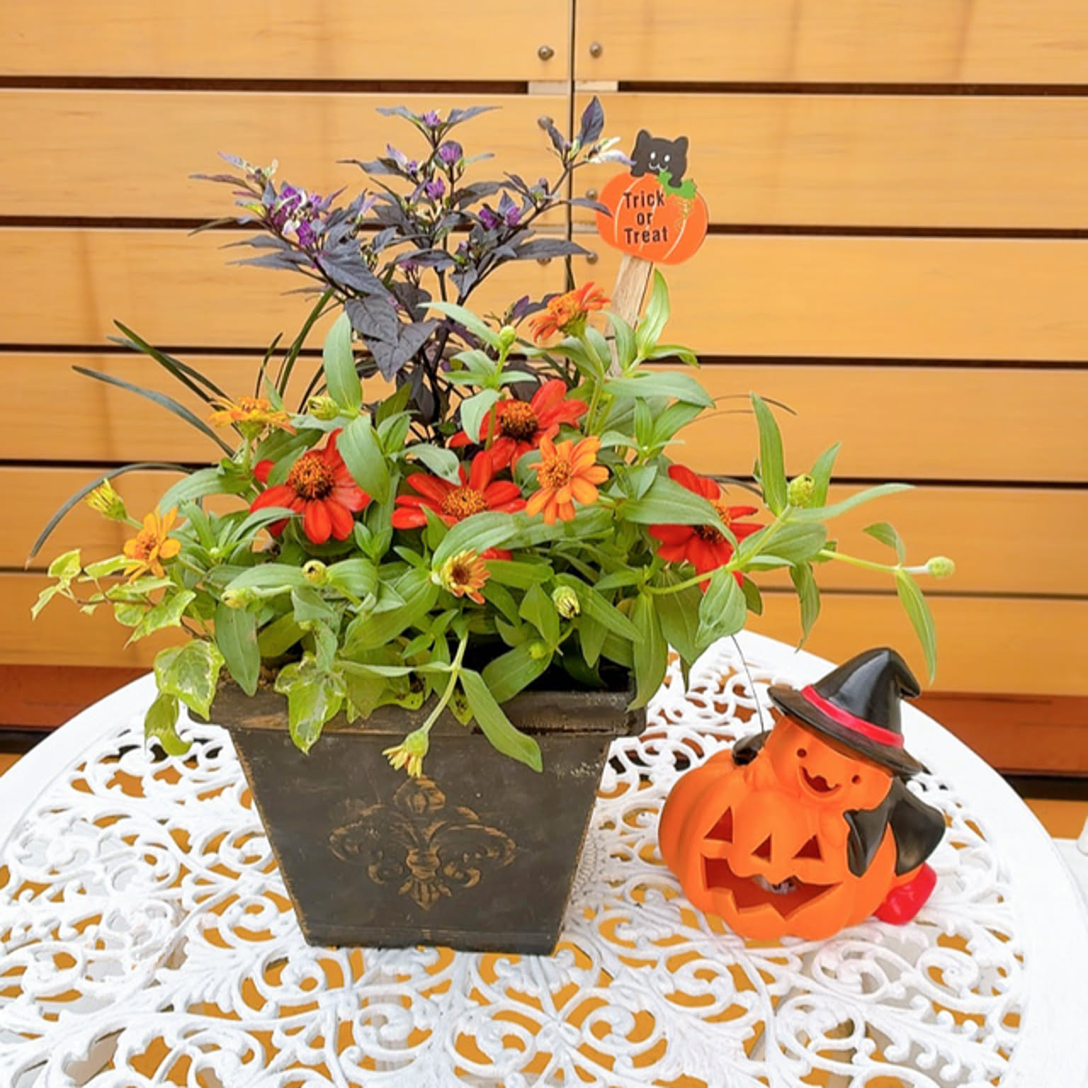 寄せ植え ハロウィン寄せ植えのインテリア実例 ｜ RoomClip（ルーム