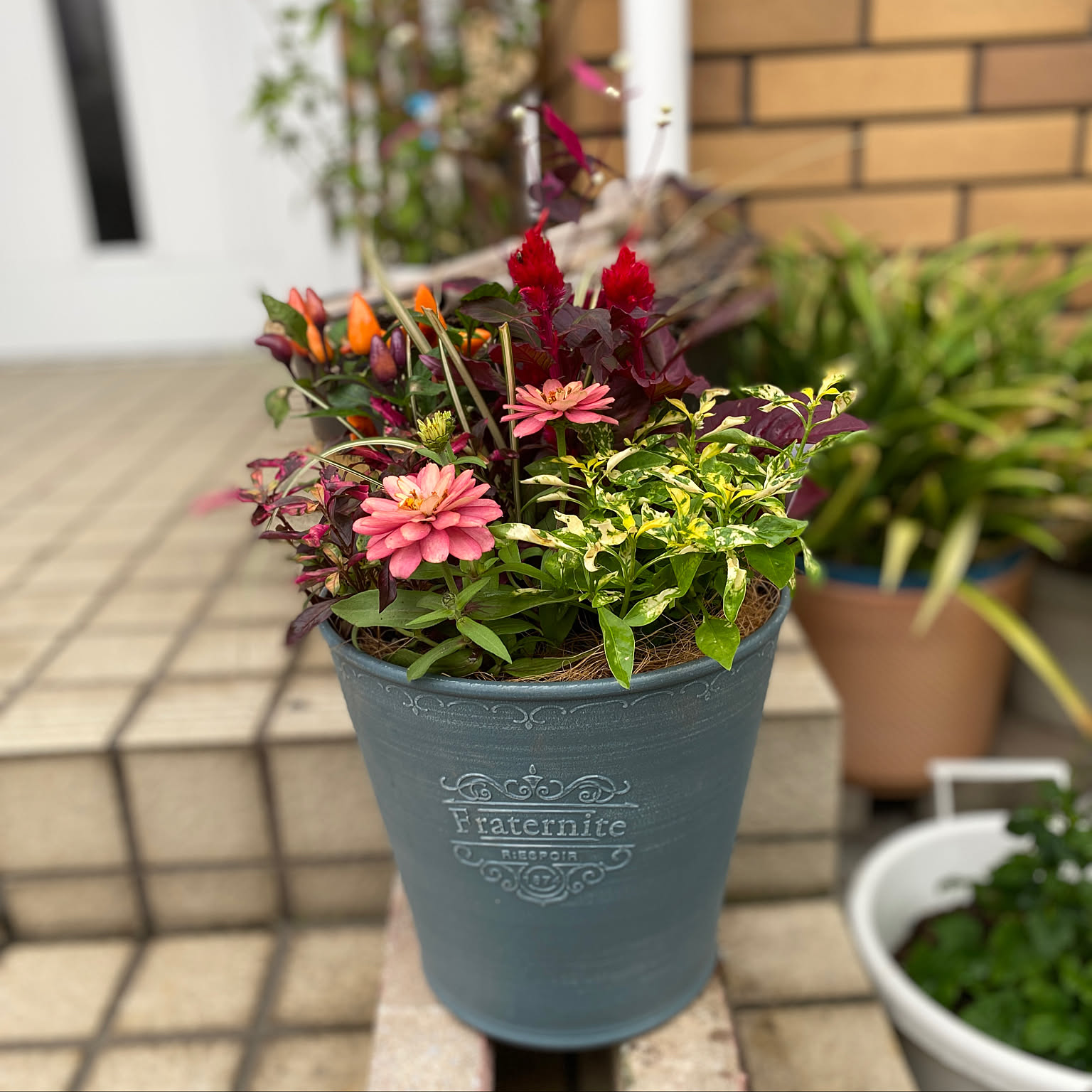 観葉植物 斑入り トウガラシ♡寄植えにも！！ 観葉植物 斑入り トウガラシ♡寄植えにも！！