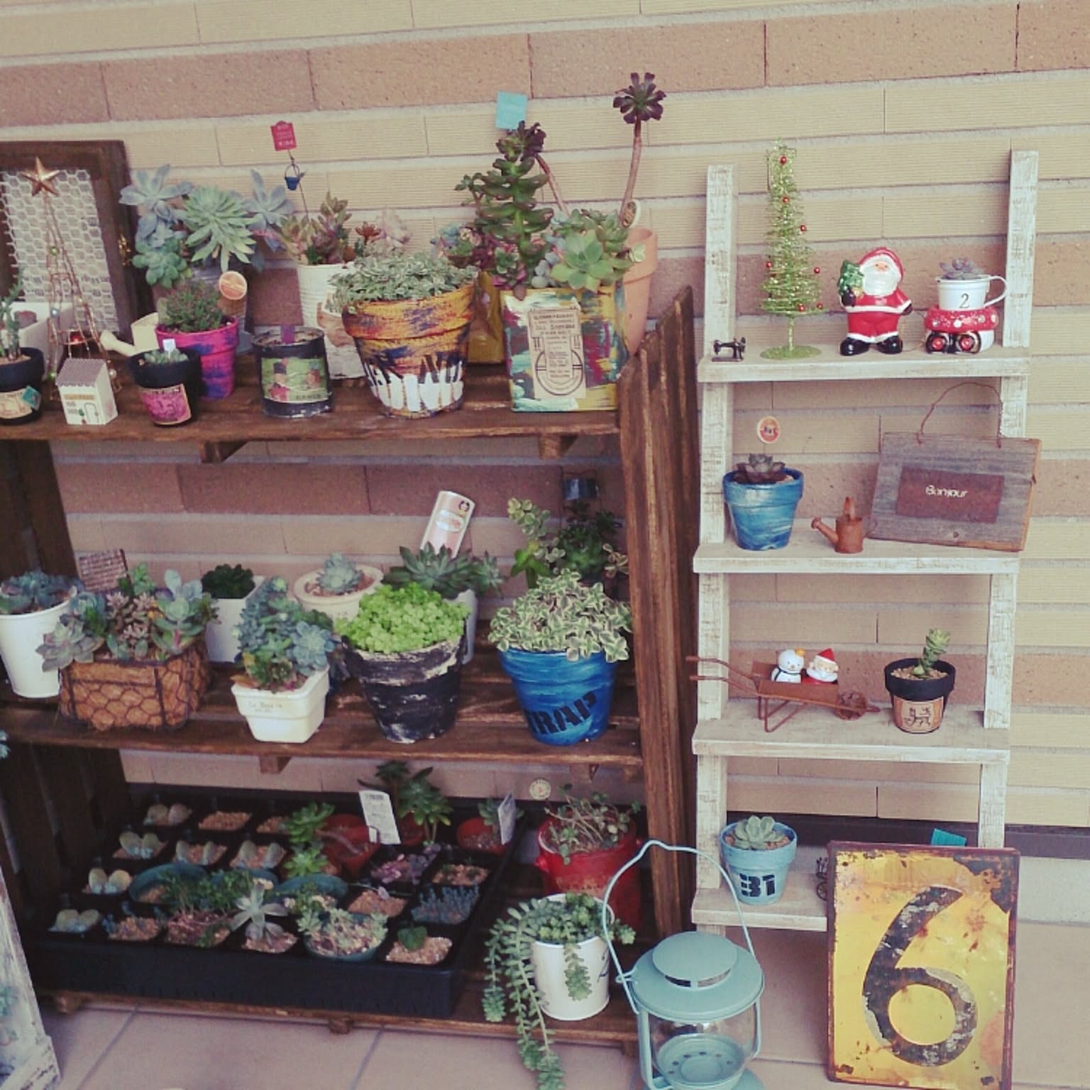 せらふぃ様専用❁⃘*.゜多肉植物棚❁⃘*.゜ 【公式通販】 せらふぃ様専用❁⃘*.゜多肉植物棚❁⃘*.゜ 【公式通販】