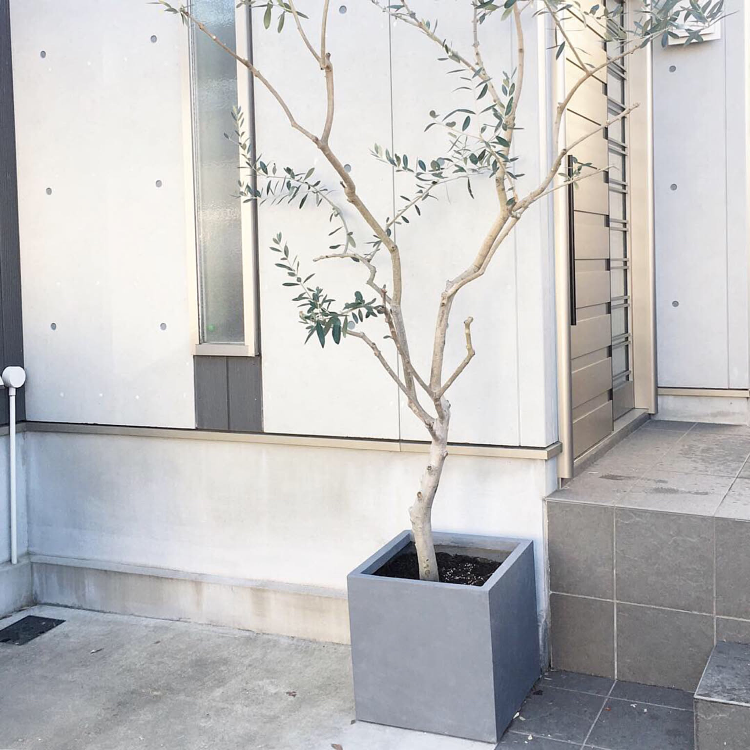 オリーブの木 コンクリート鉢のおすすめ商品とおしゃれな実例