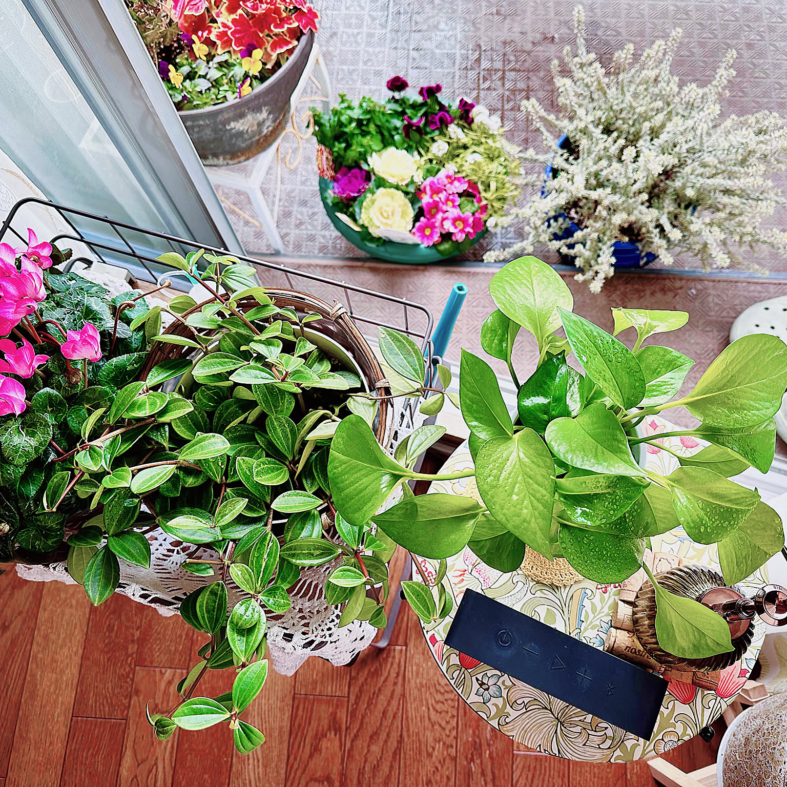 寄せ植え ウエストリンギアのインテリア実例 ｜ RoomClip（ルーム