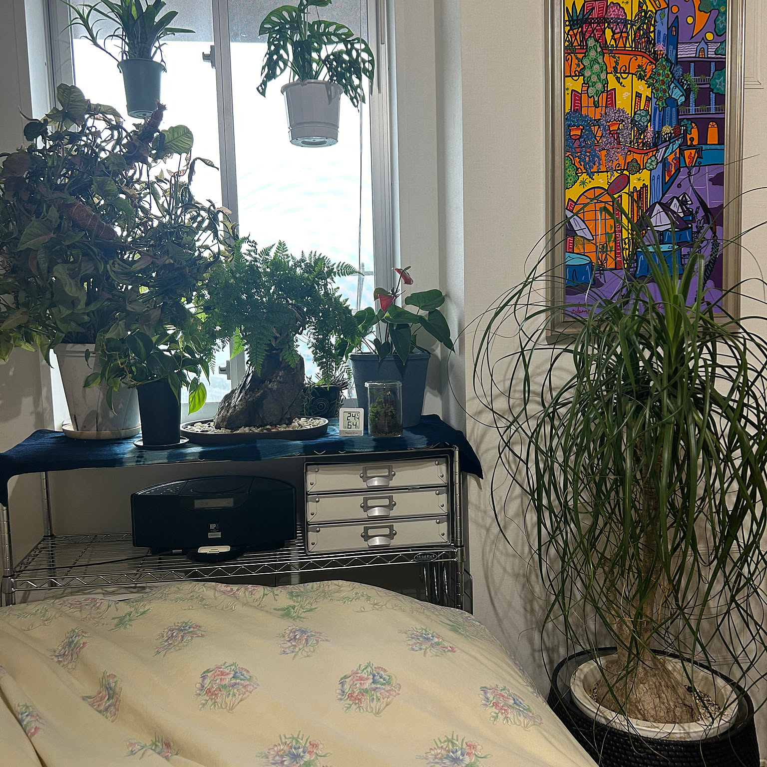 楽天市場】観葉植物 小さい ポニーテール new!! ベージュ陶器