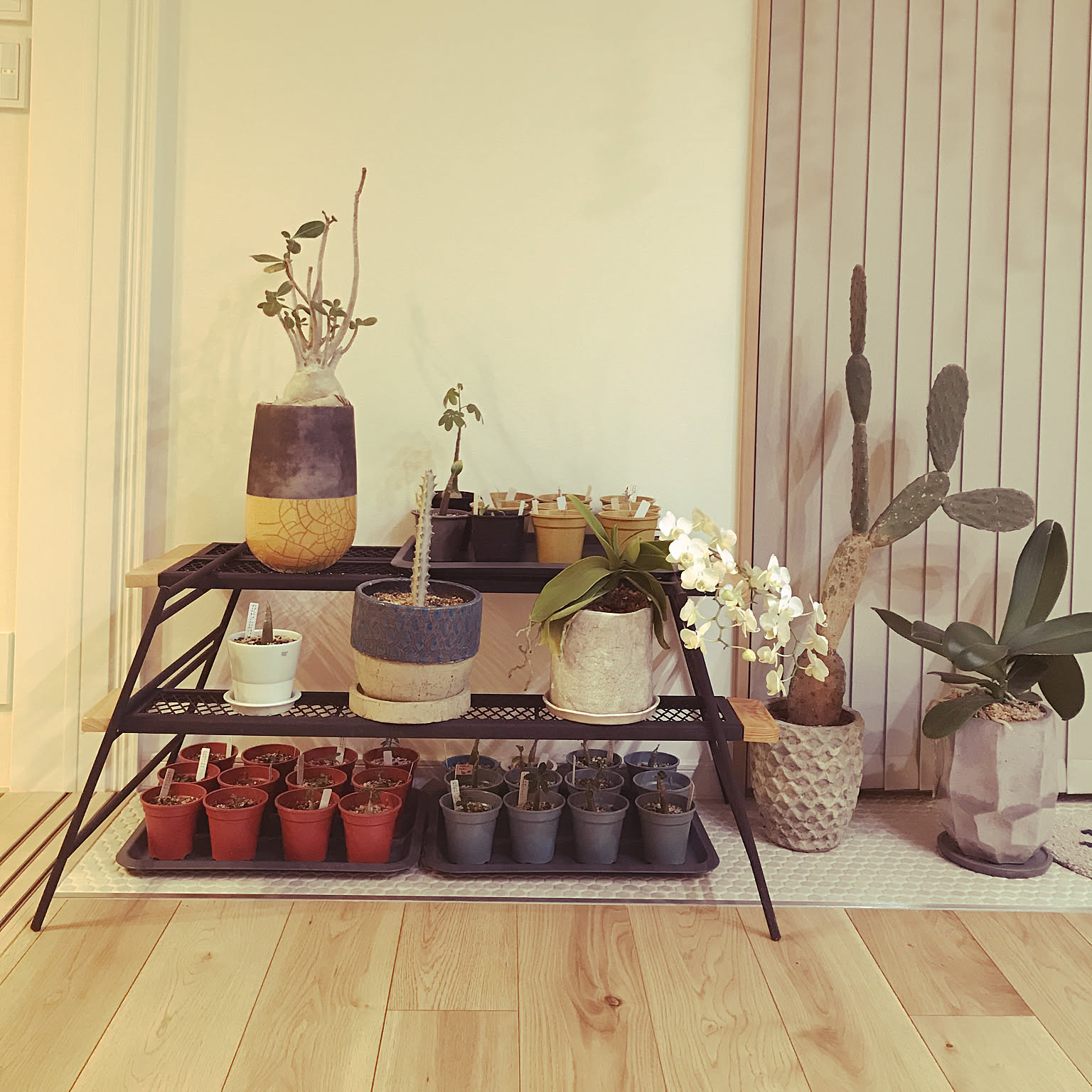 棚 パキポディウムグラキリスのインテリア実例 ｜ RoomClip（ルーム